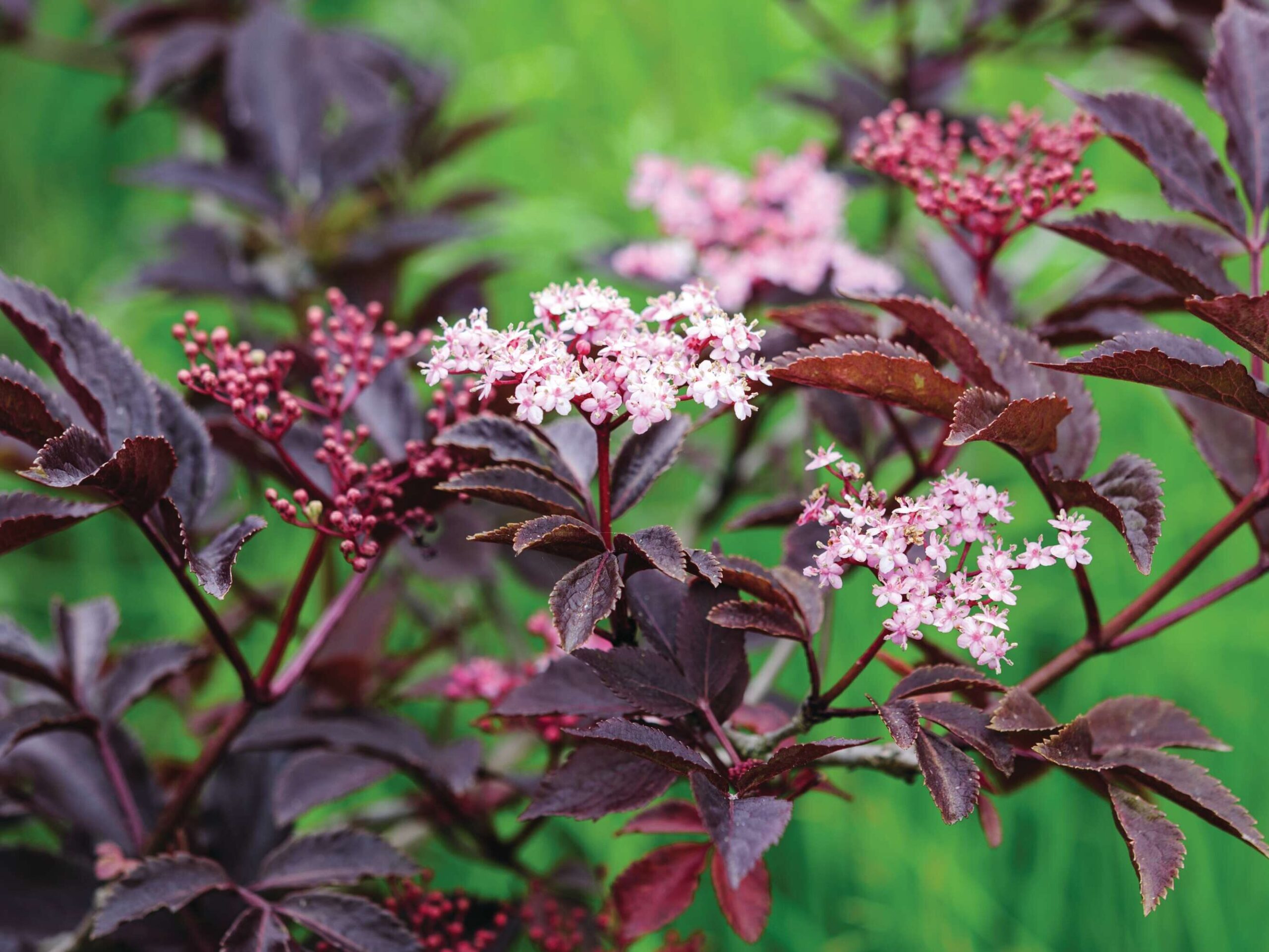 Sambucus nigra f. porphyrophylla 'Thundercloud'