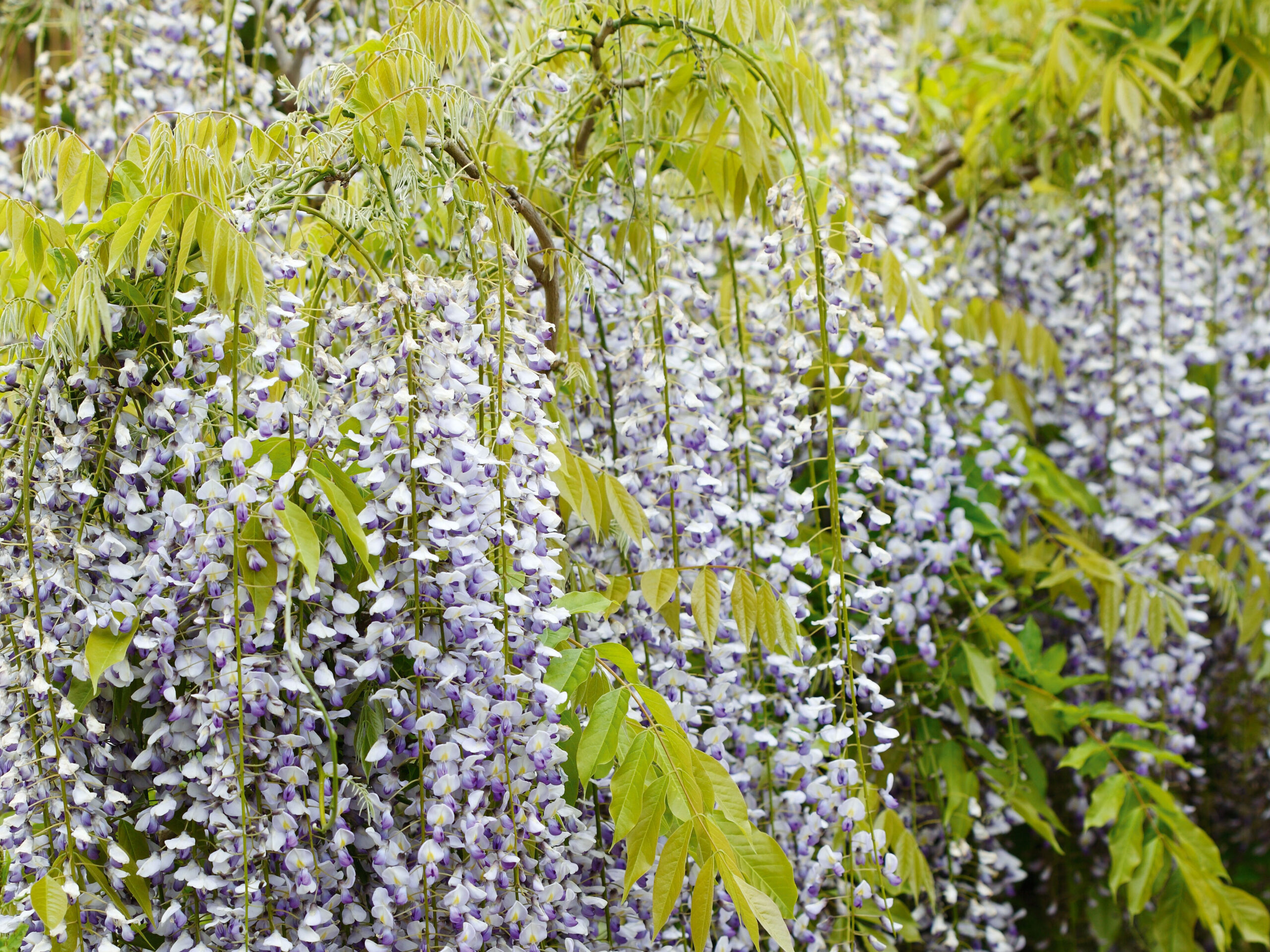 Wisteria floribunda 'Multijuga'