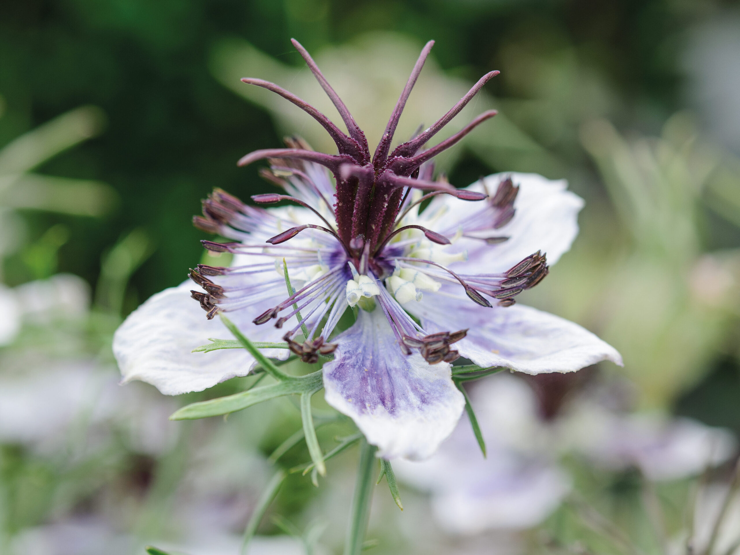 Nigella papillosa 'Delft Blue'