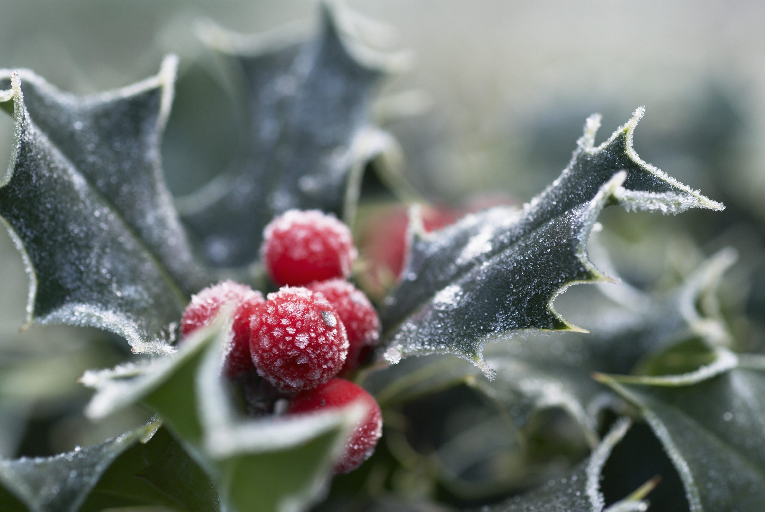Holly, Ilex aquifolium