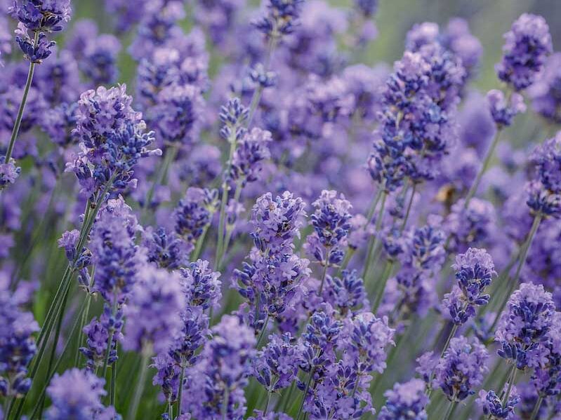 Lavandula angustifolia ‘Munstead’