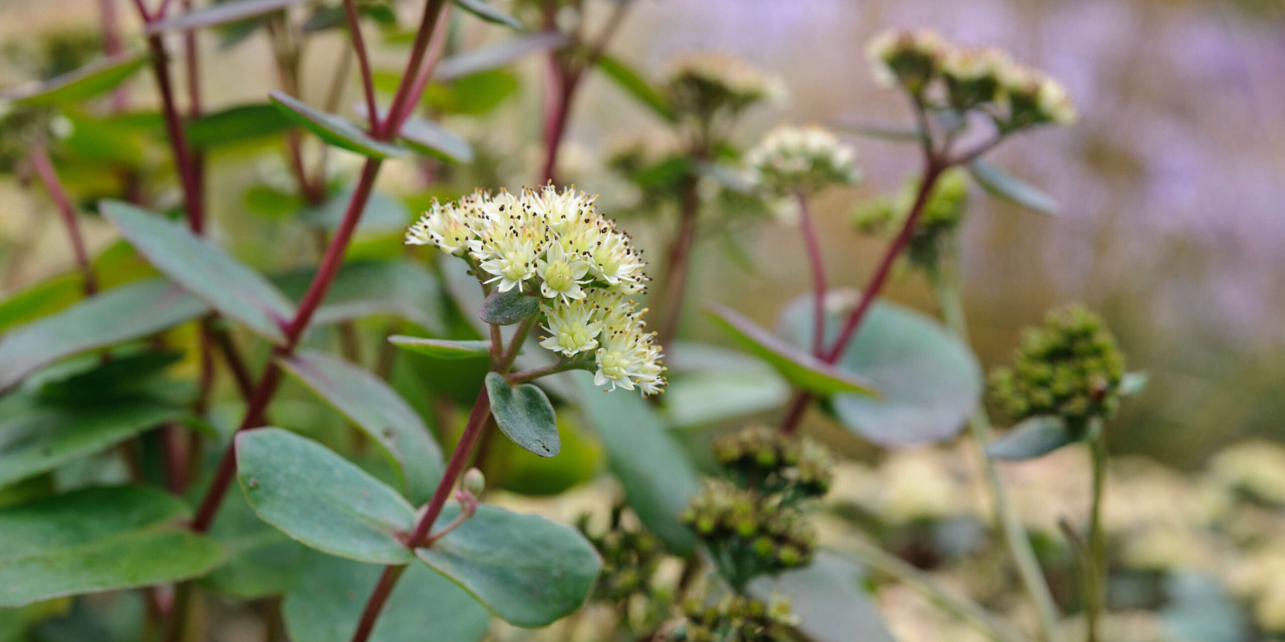 Sedum telephium subsp. ruprechtii