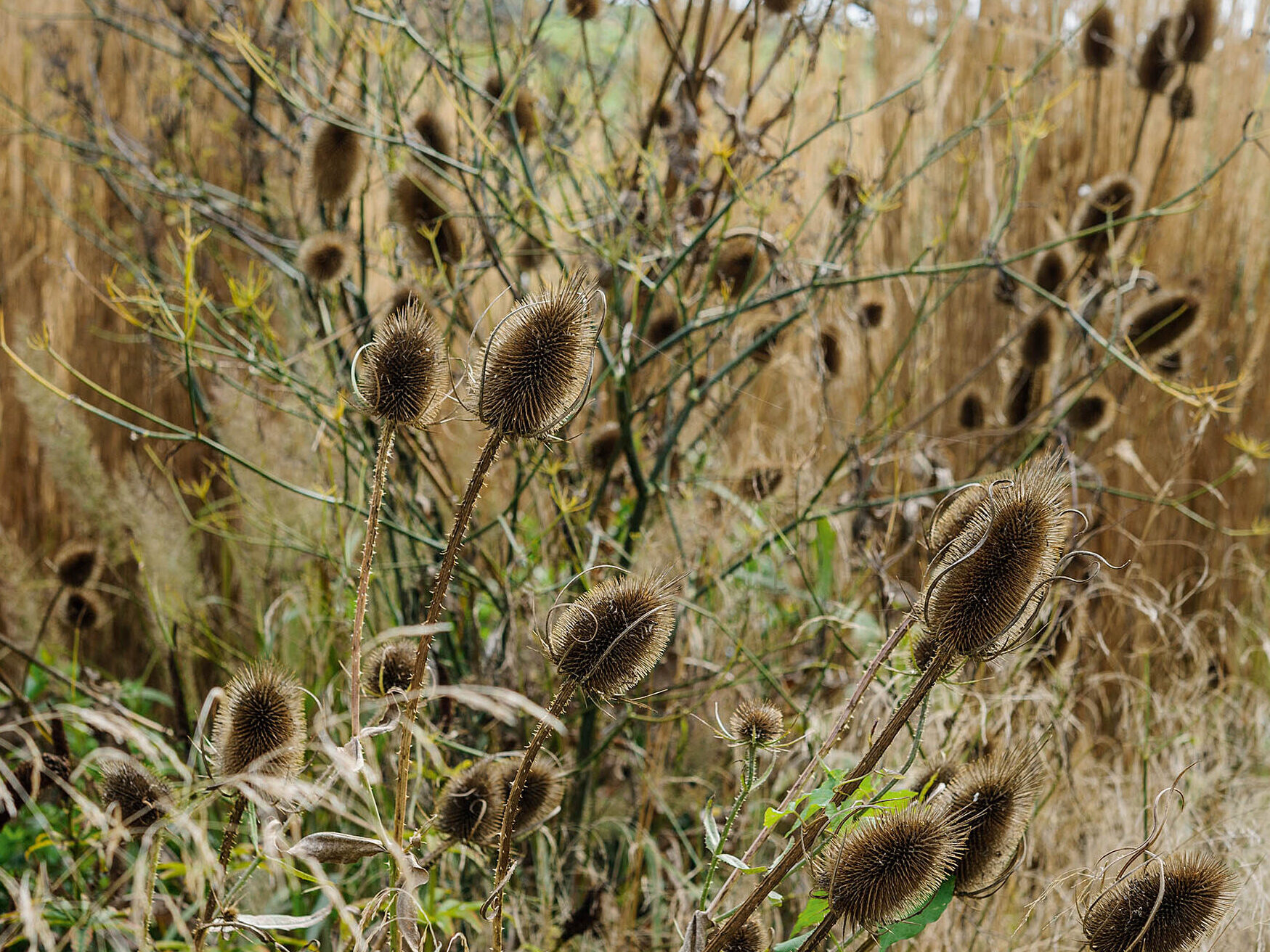 Teasel - Dispascus Fullonum