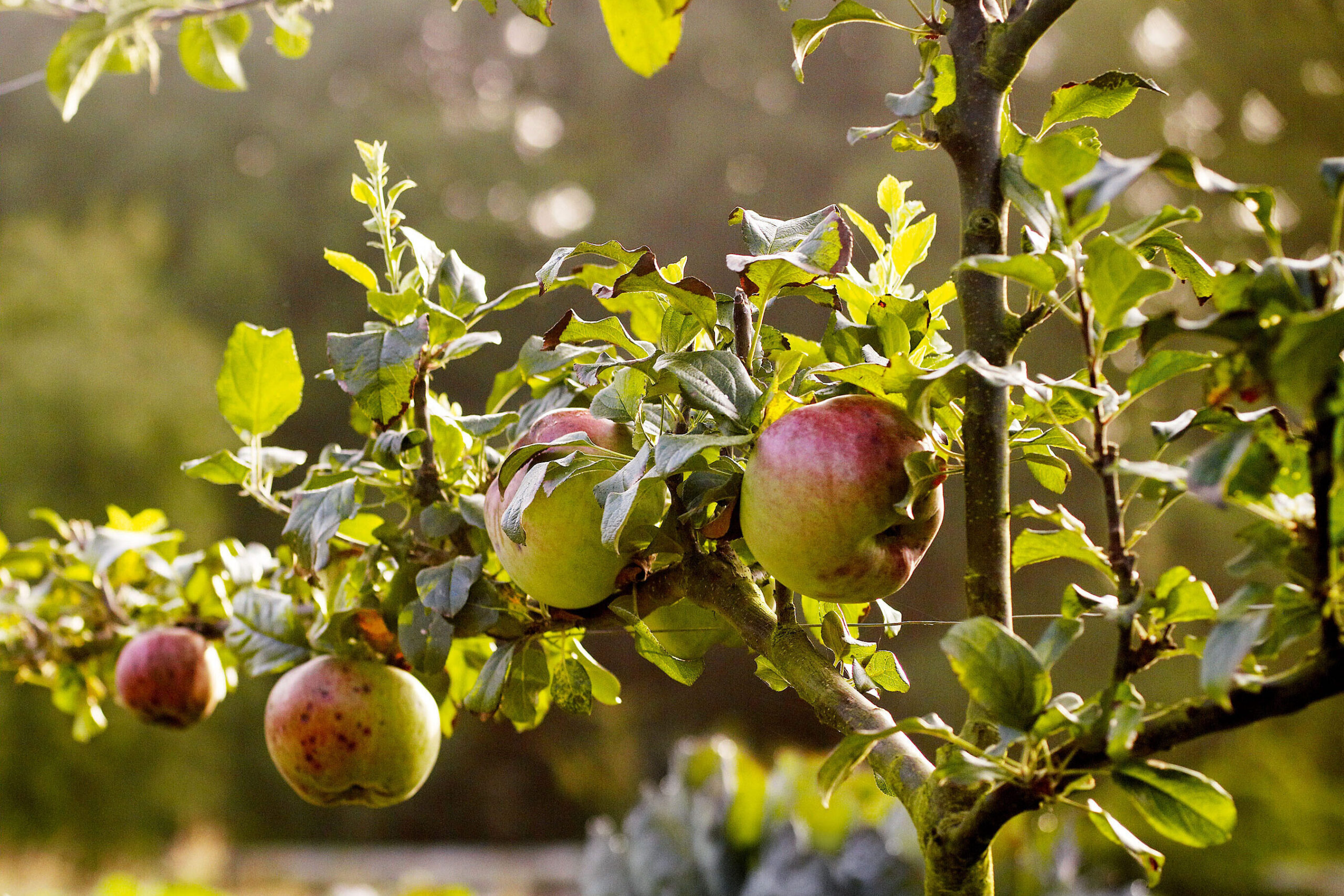 Malus domestica 'Howgate wonder'