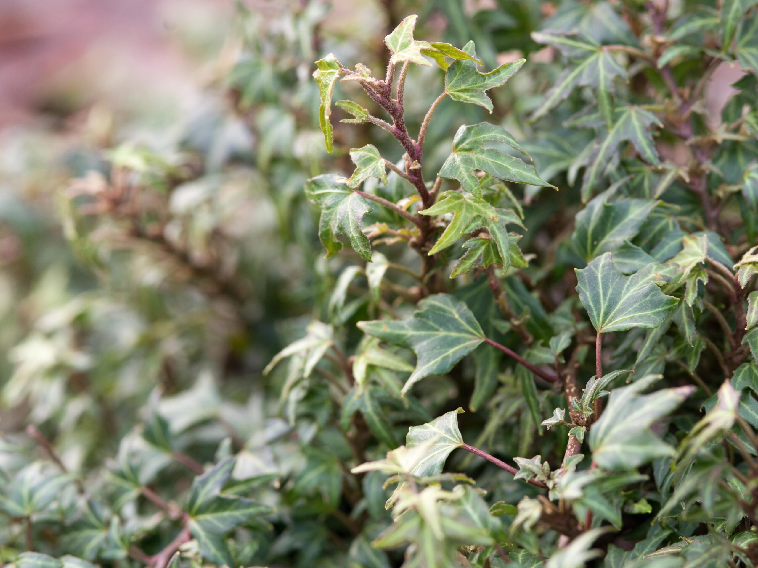 Hedera helix 'Dyinni'