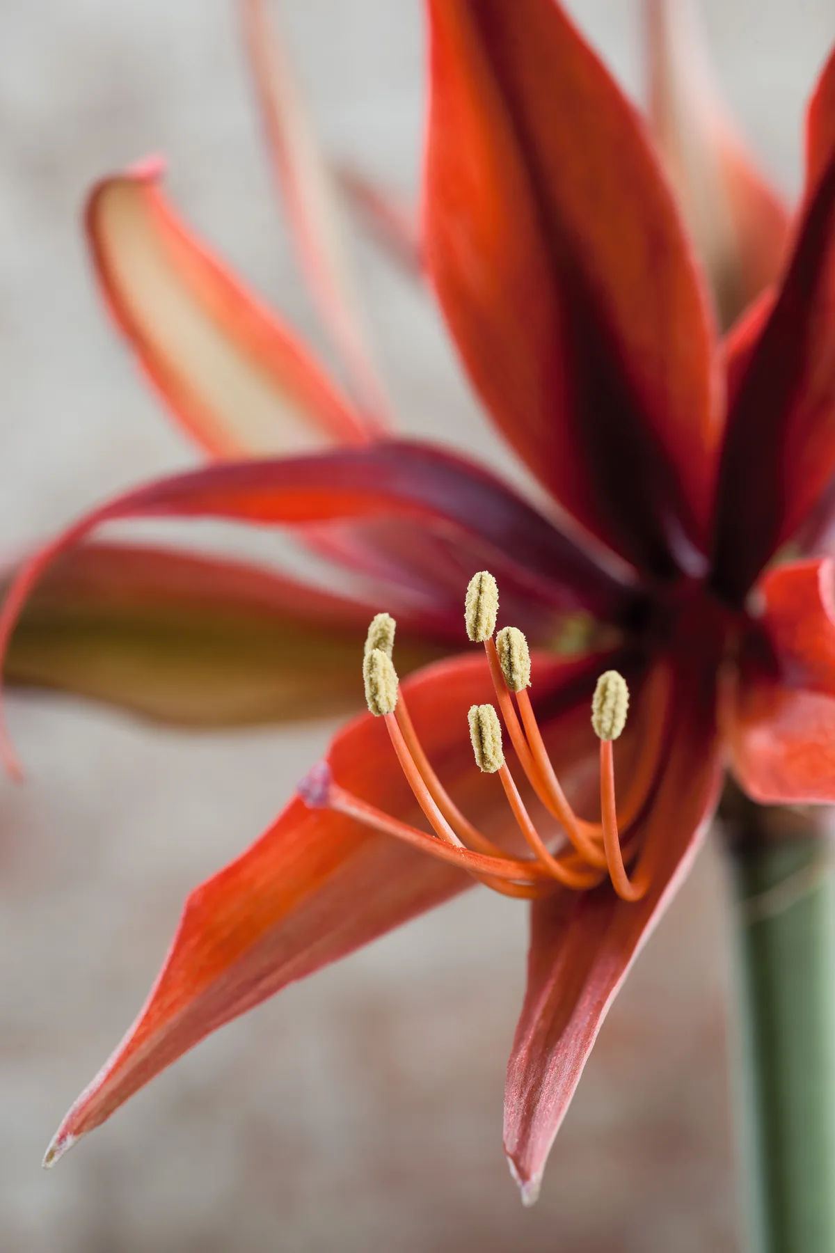 Hippeastrum 'Merengue' Hippeastrum 'Merengue'