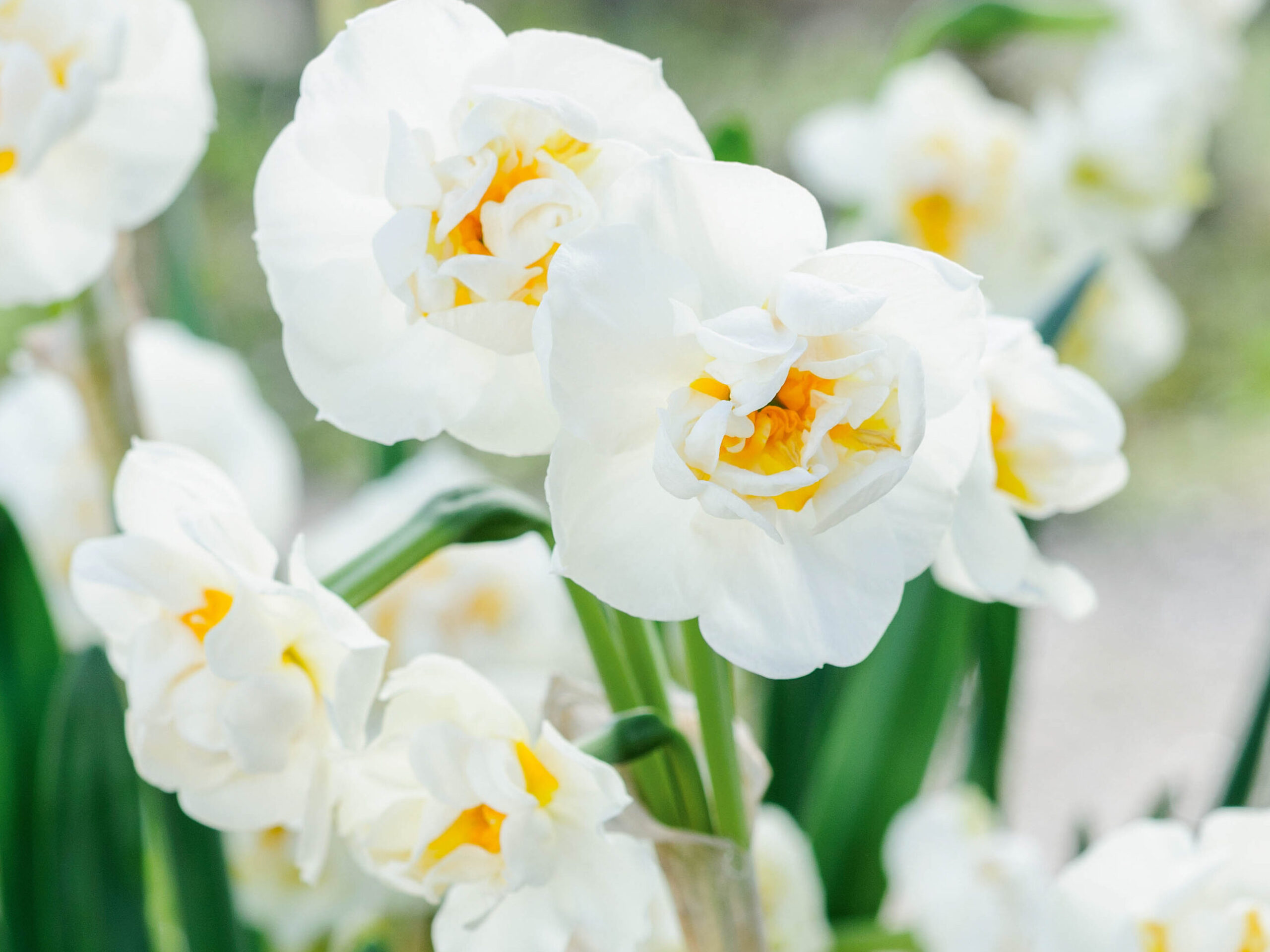 Narcissus 'Bridal Crown'