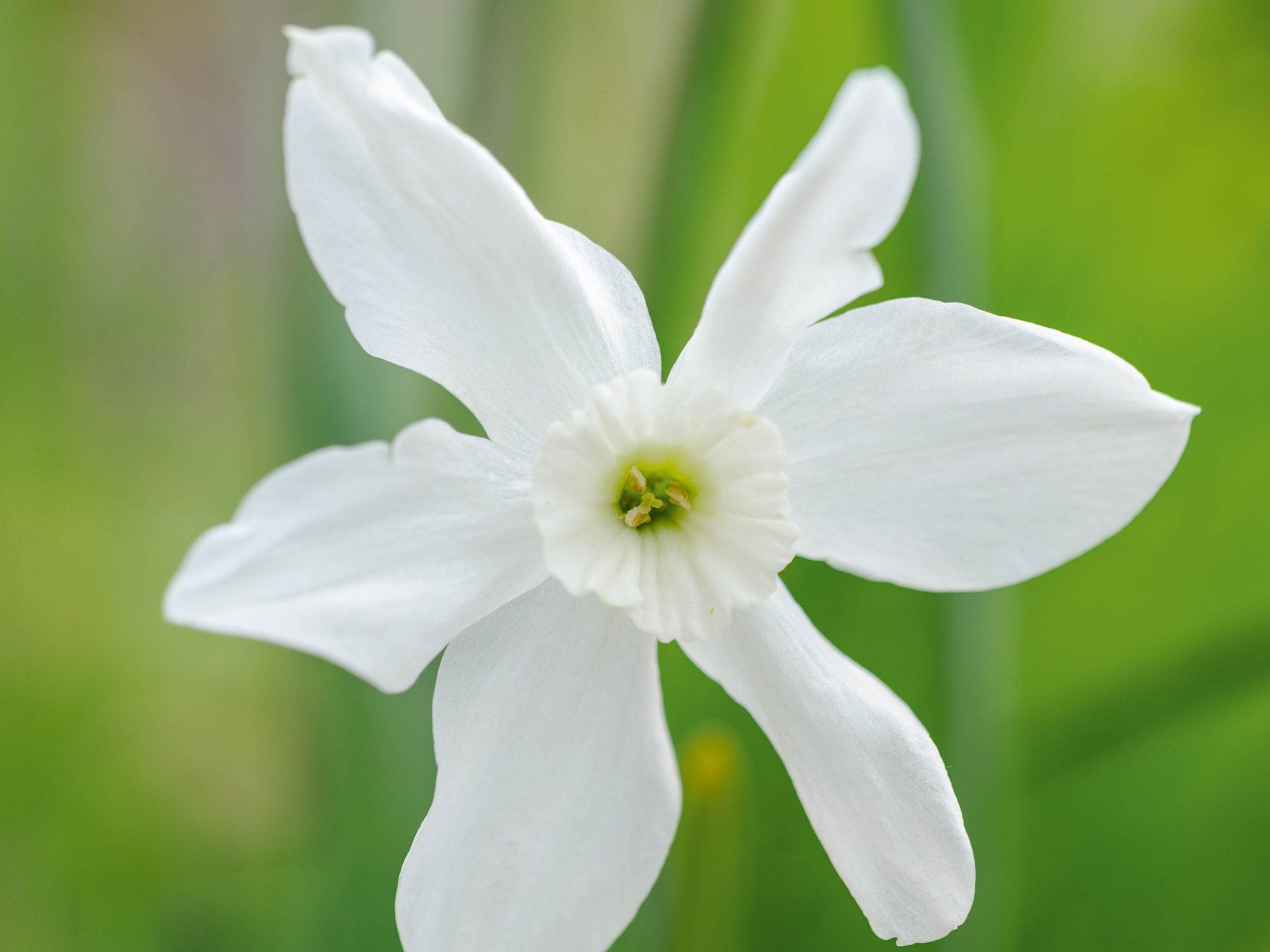 Narcissus 'Xit'