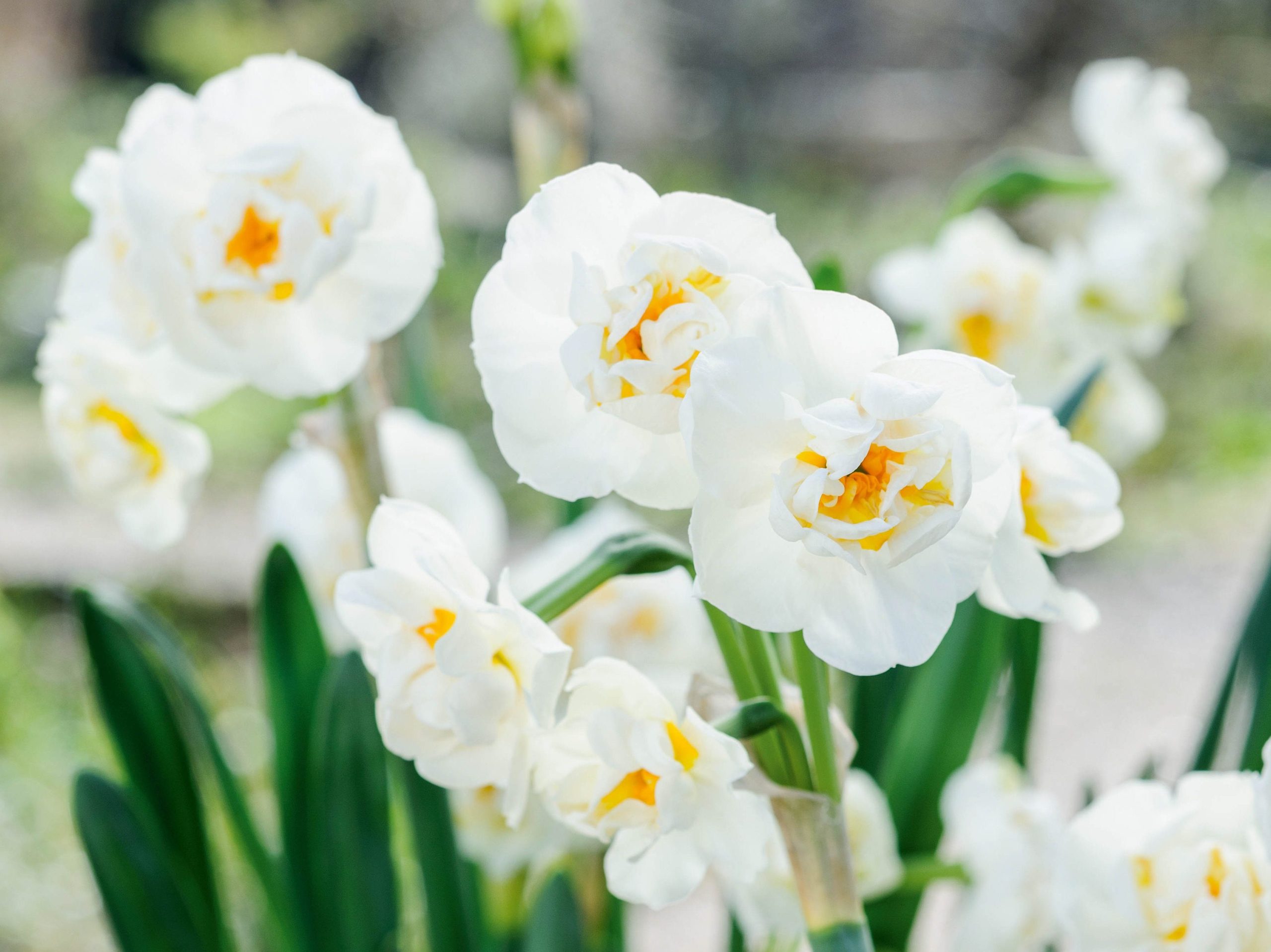 Narcissus 'Bridal Crown'