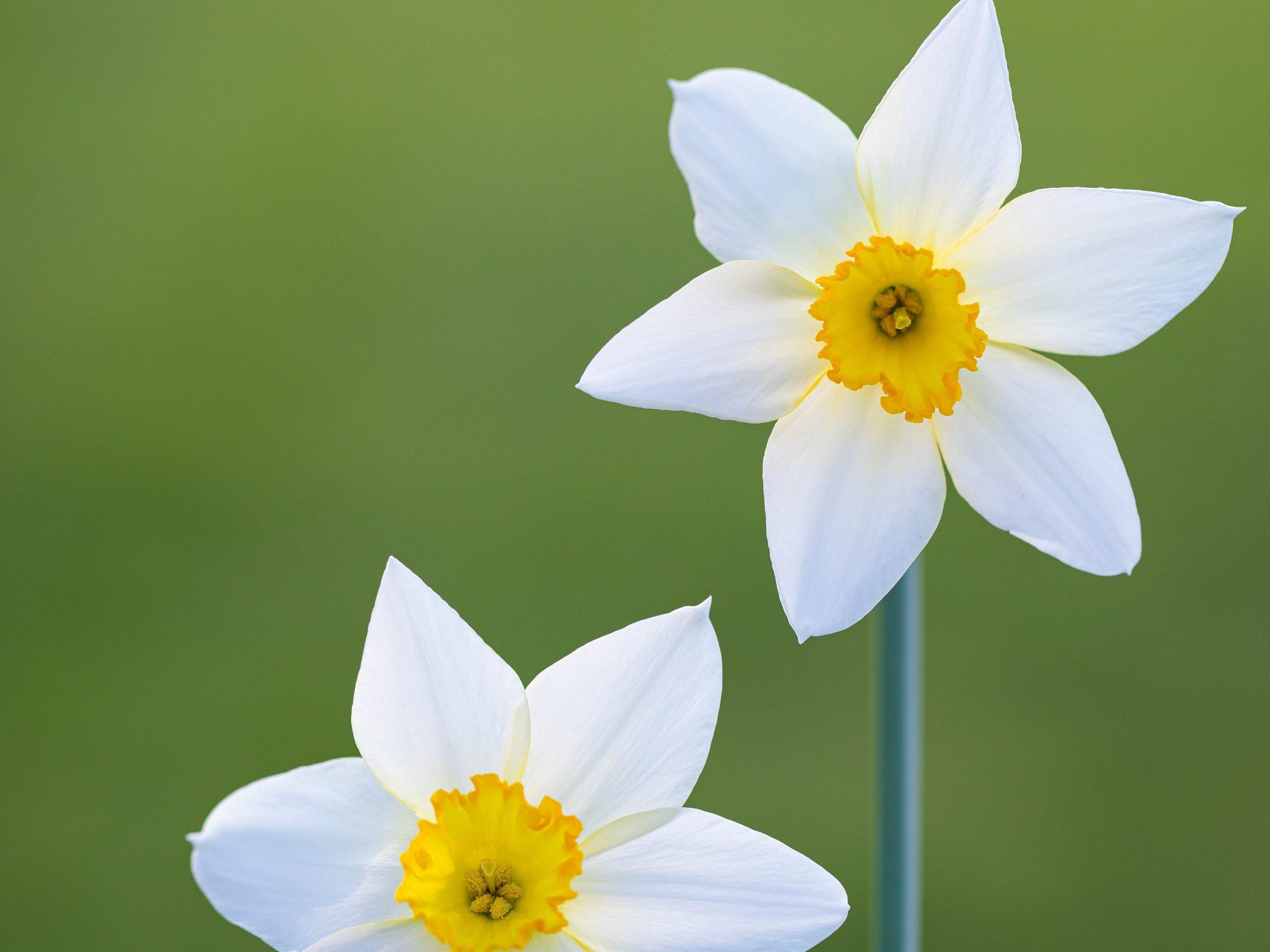 Narcissus 'Seagull'