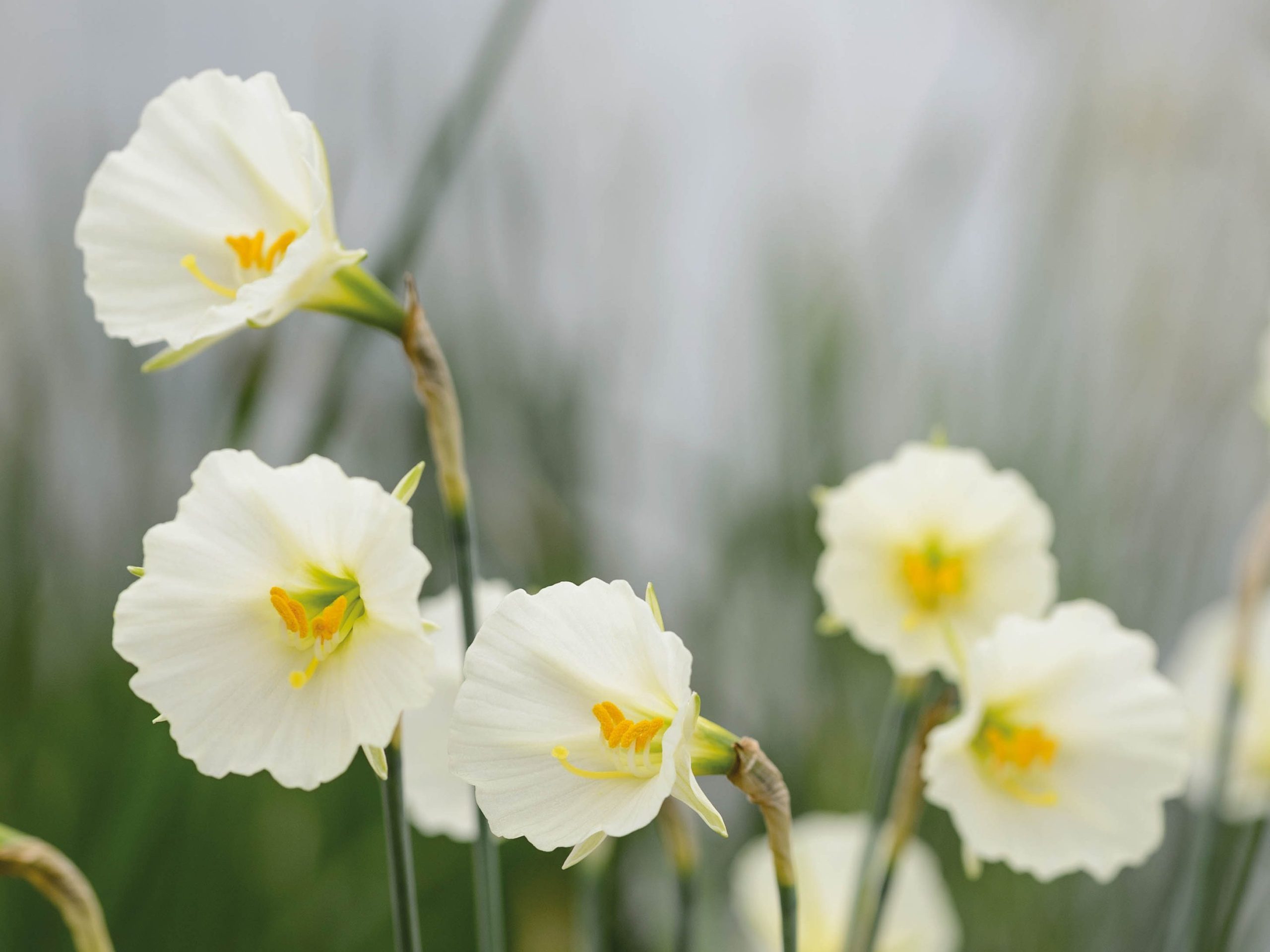 Narcissus 'Spoirot'