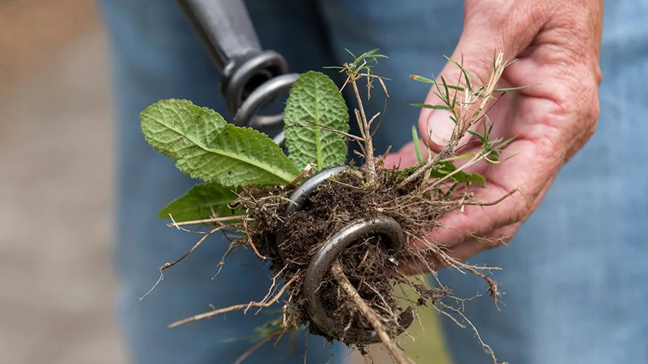 DeWit corkscrew weeder with weed in the middle