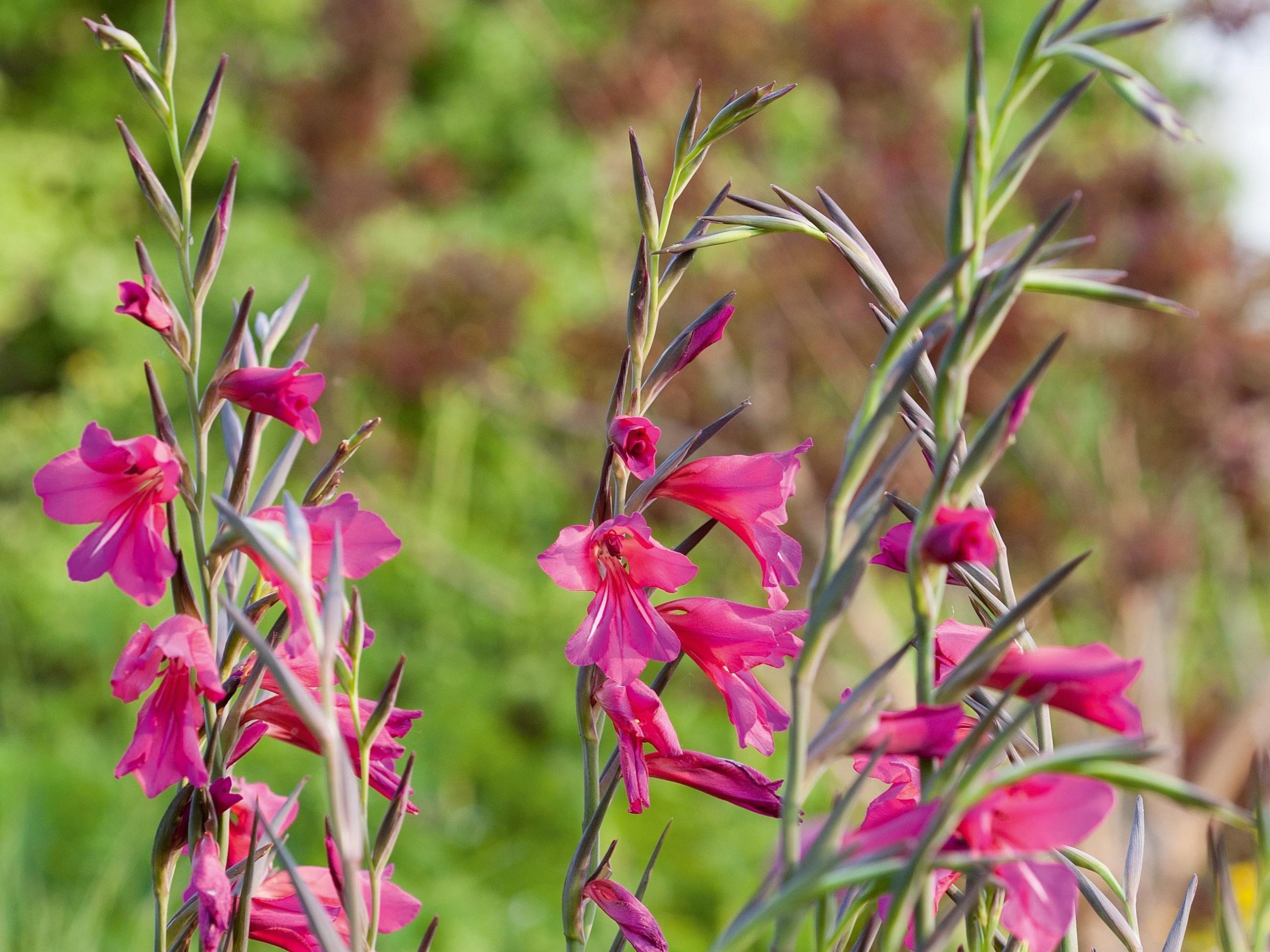 Gladiolus communis subsp. byzantinus
