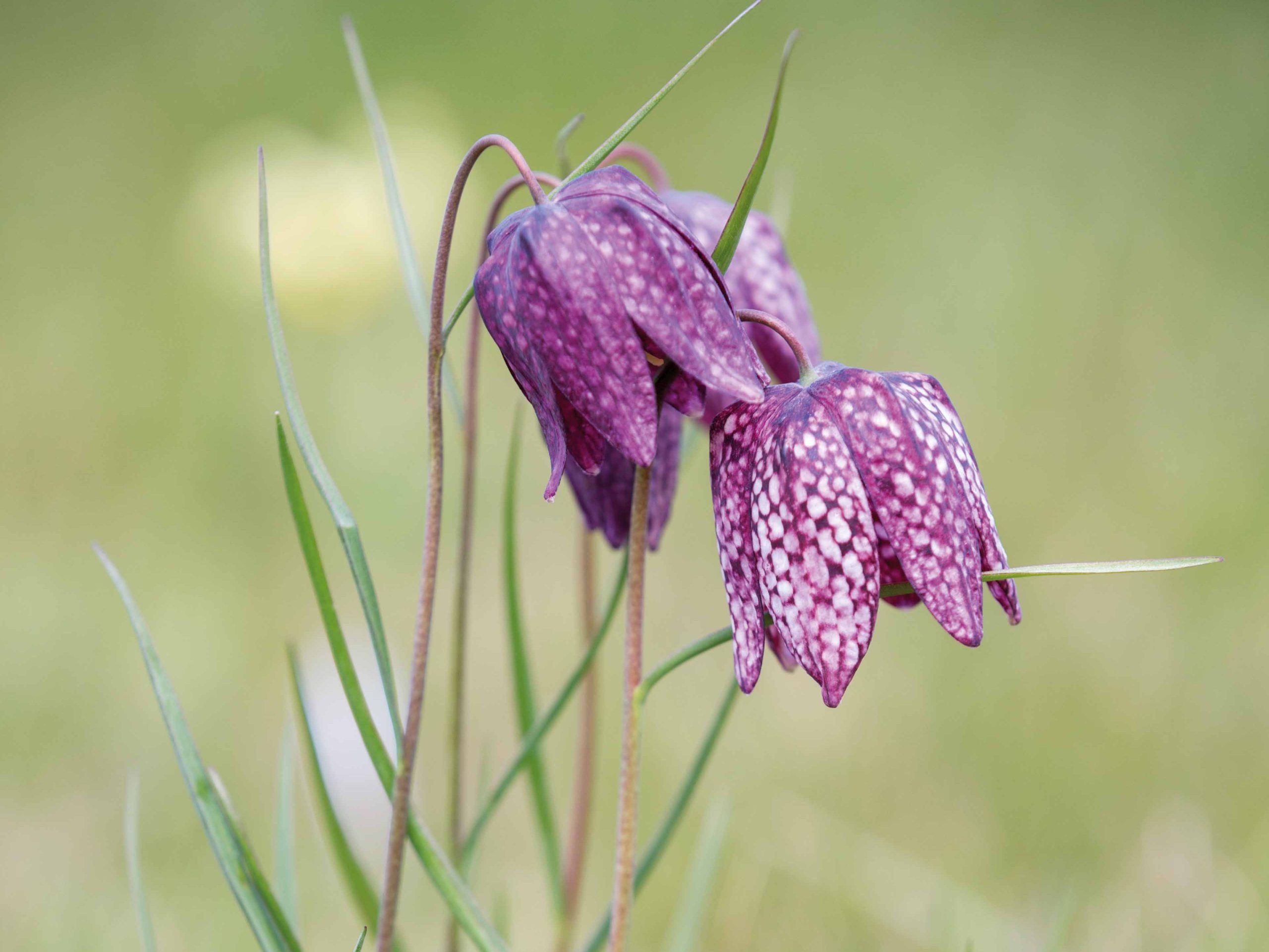 Fritillaria meleagris