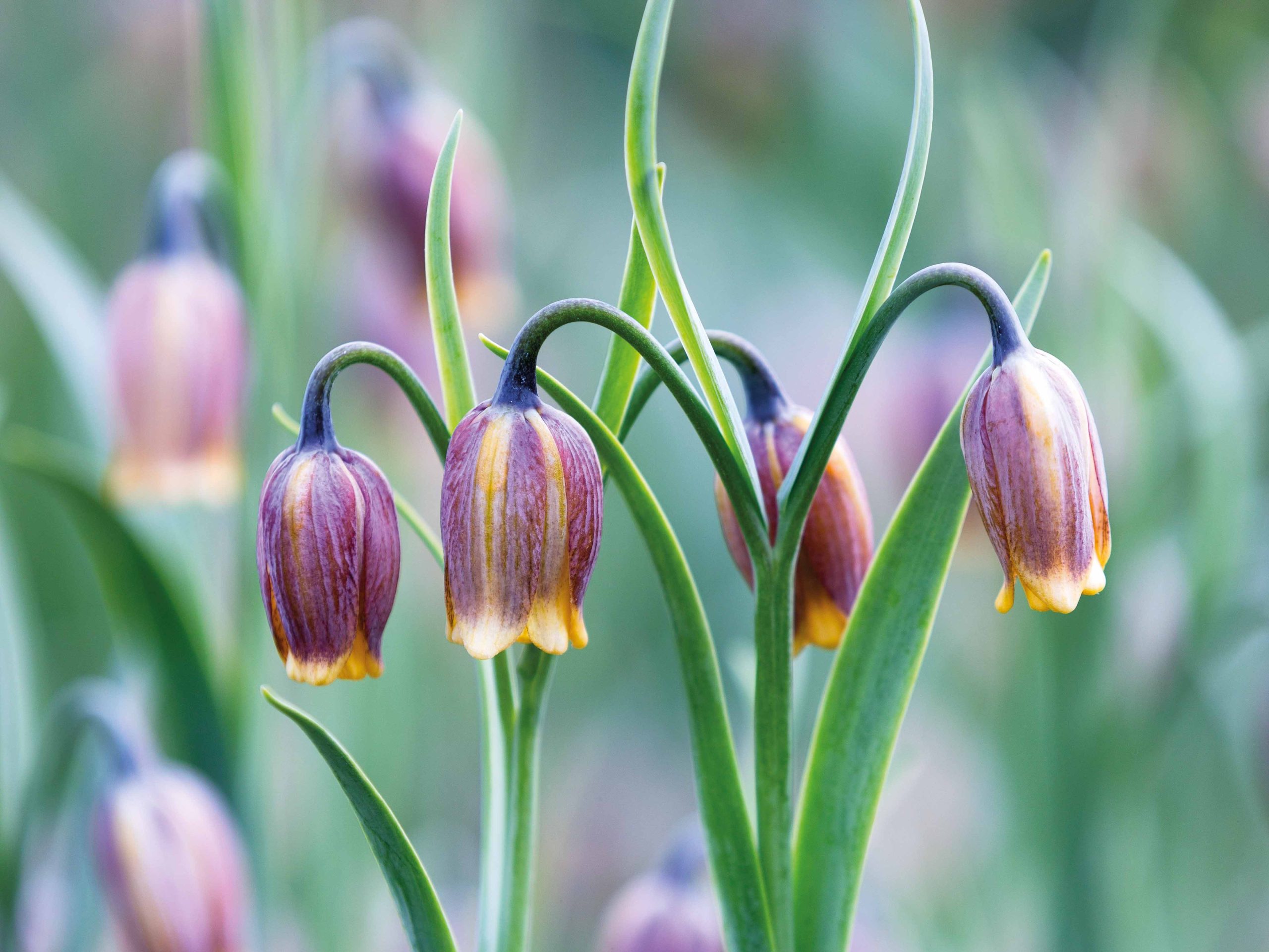 Fritillaria uva-vulpis