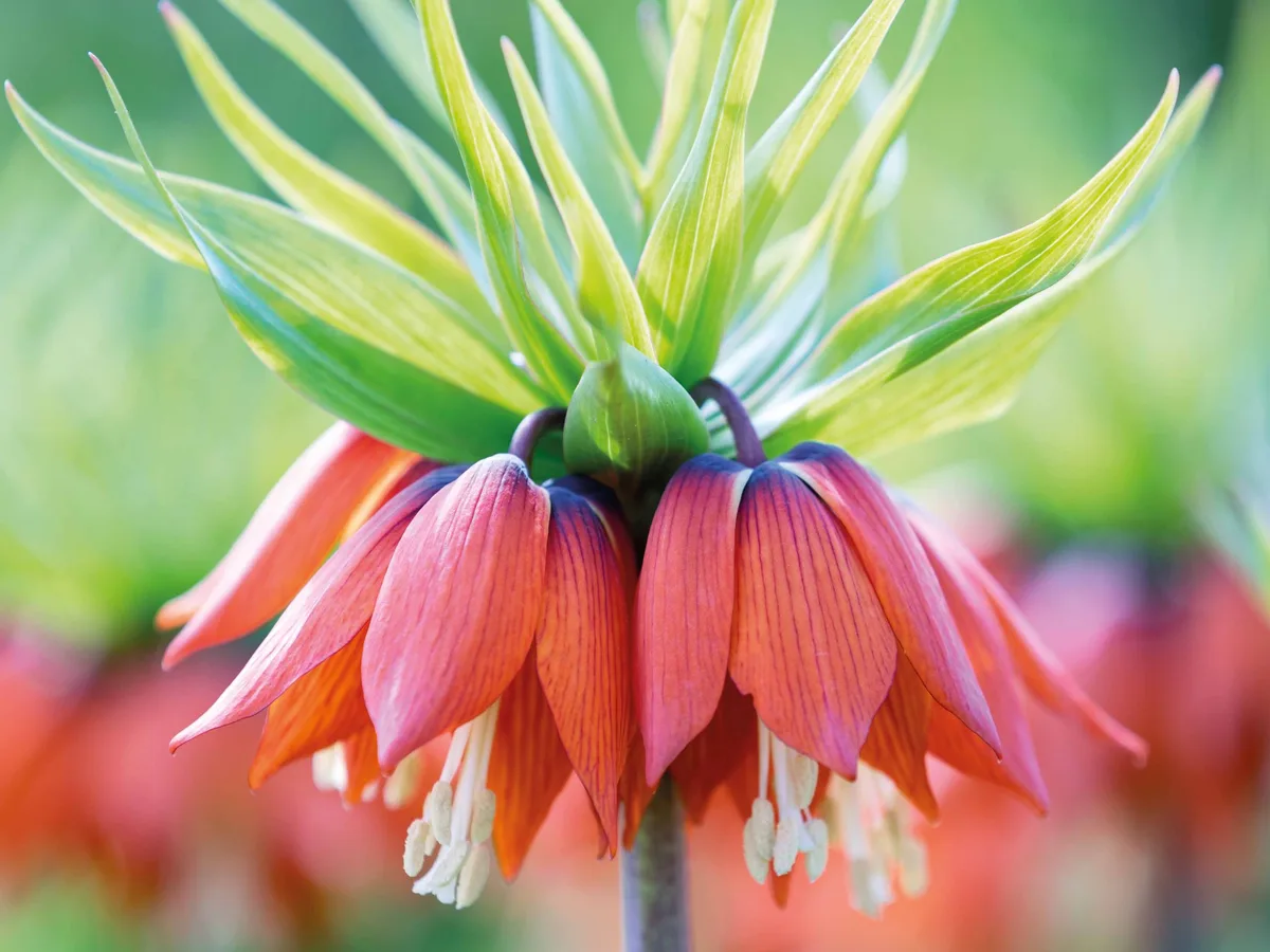 Fritillaria imperialis 'William Rex' Fritillaria imperialis 'William Rex'