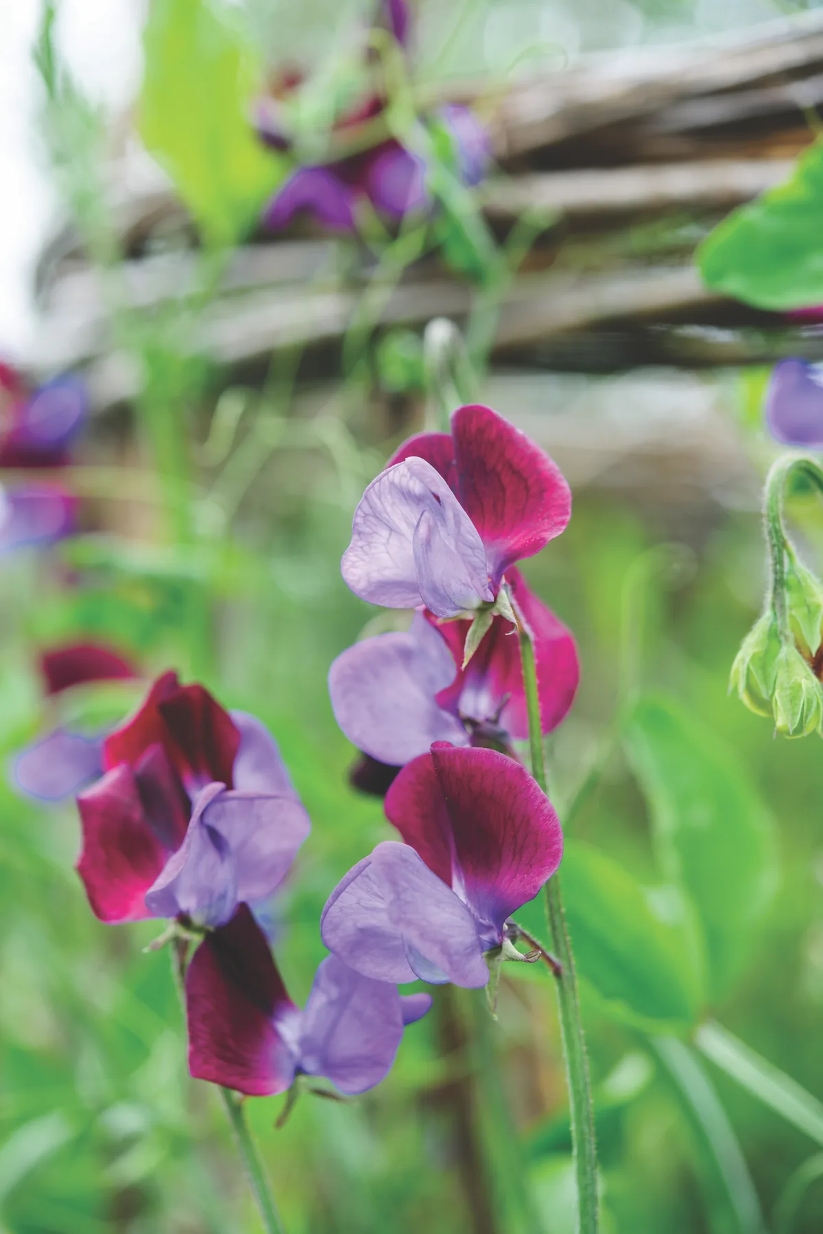 Derry Watkins/Special Plants Nurseryman's Choice - June (6th June 2013) Lathyrus odoratus ‘Matucana’