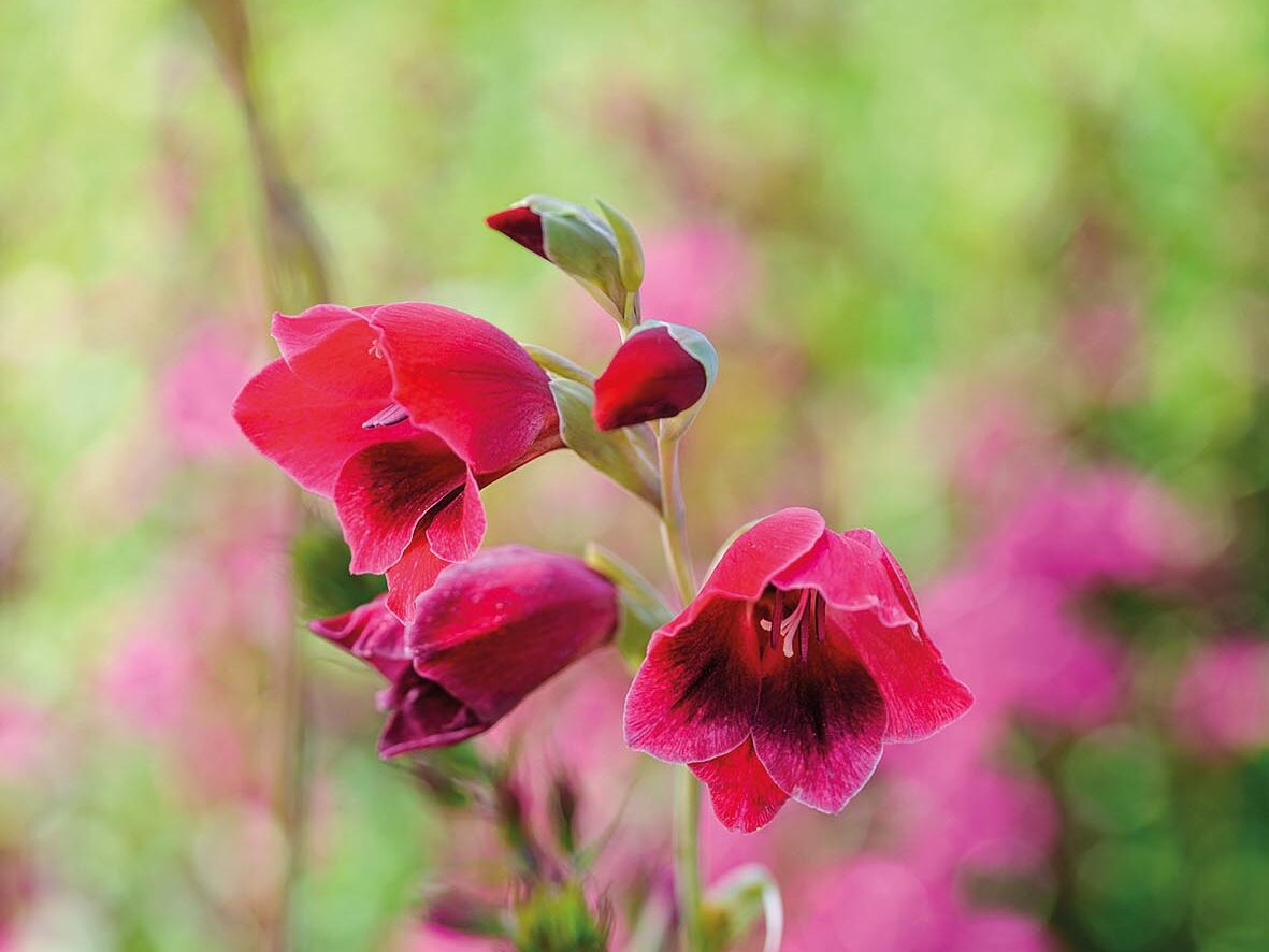 Gladiolus papilio 'Ruby' and Lobelia 'Tania'