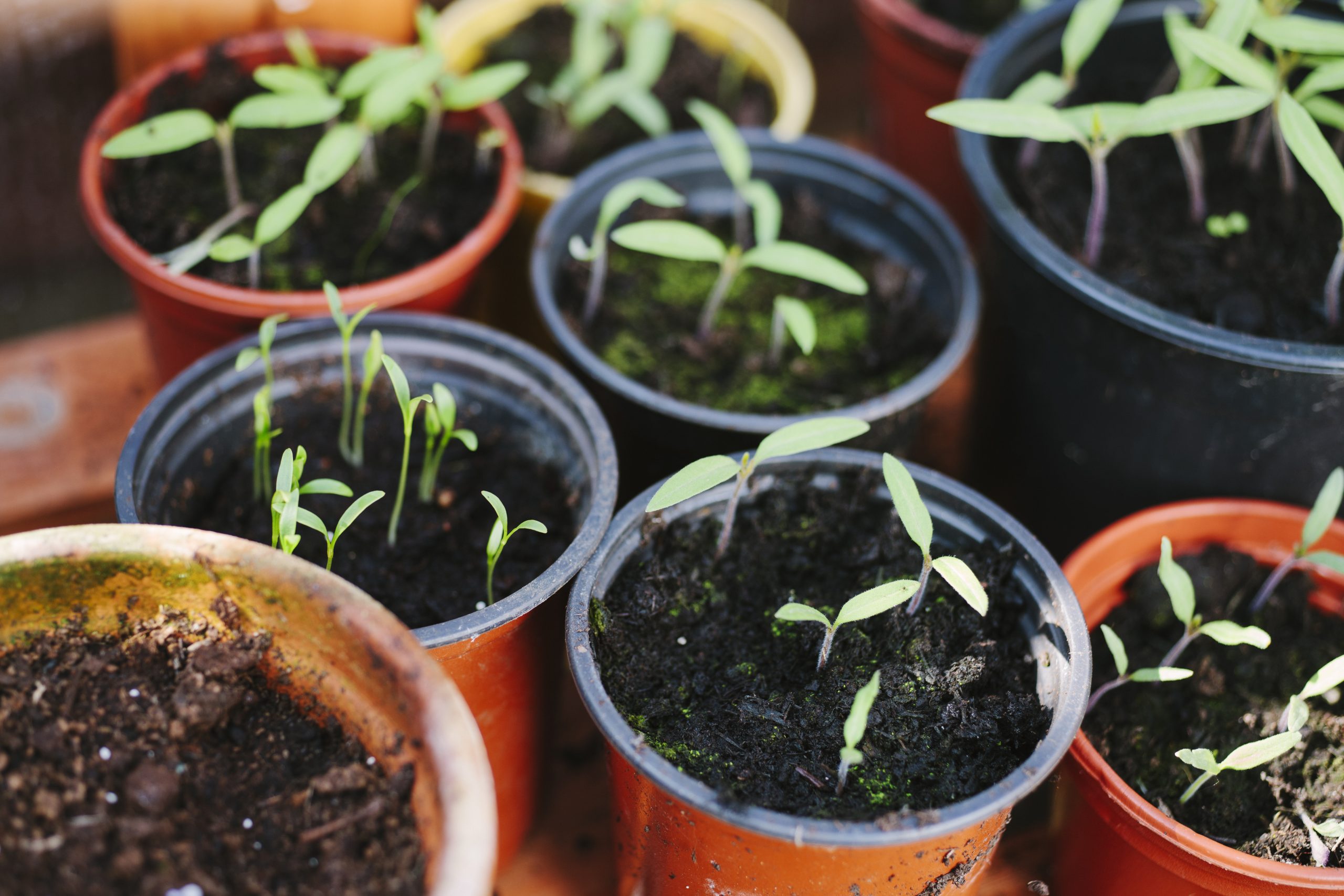 Pricking out seedlings