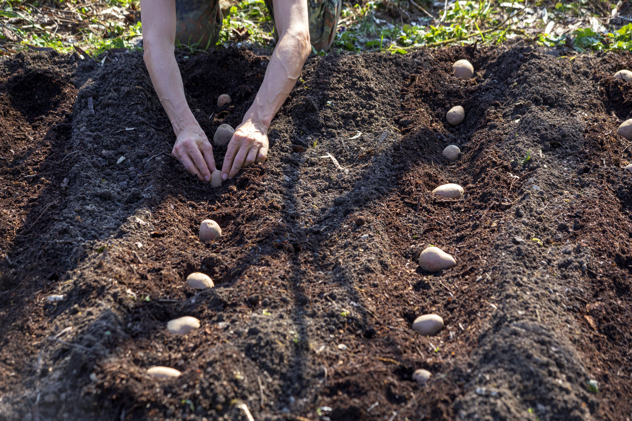 Potato planting