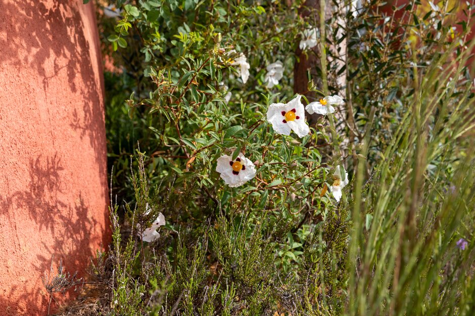 The Project Giving Back Garden. Designed by James Basson. Feature Garden. RHS Chelsea Flower Show 2026 