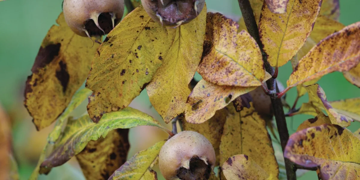 Medlars Richard Bloom Medlars growing