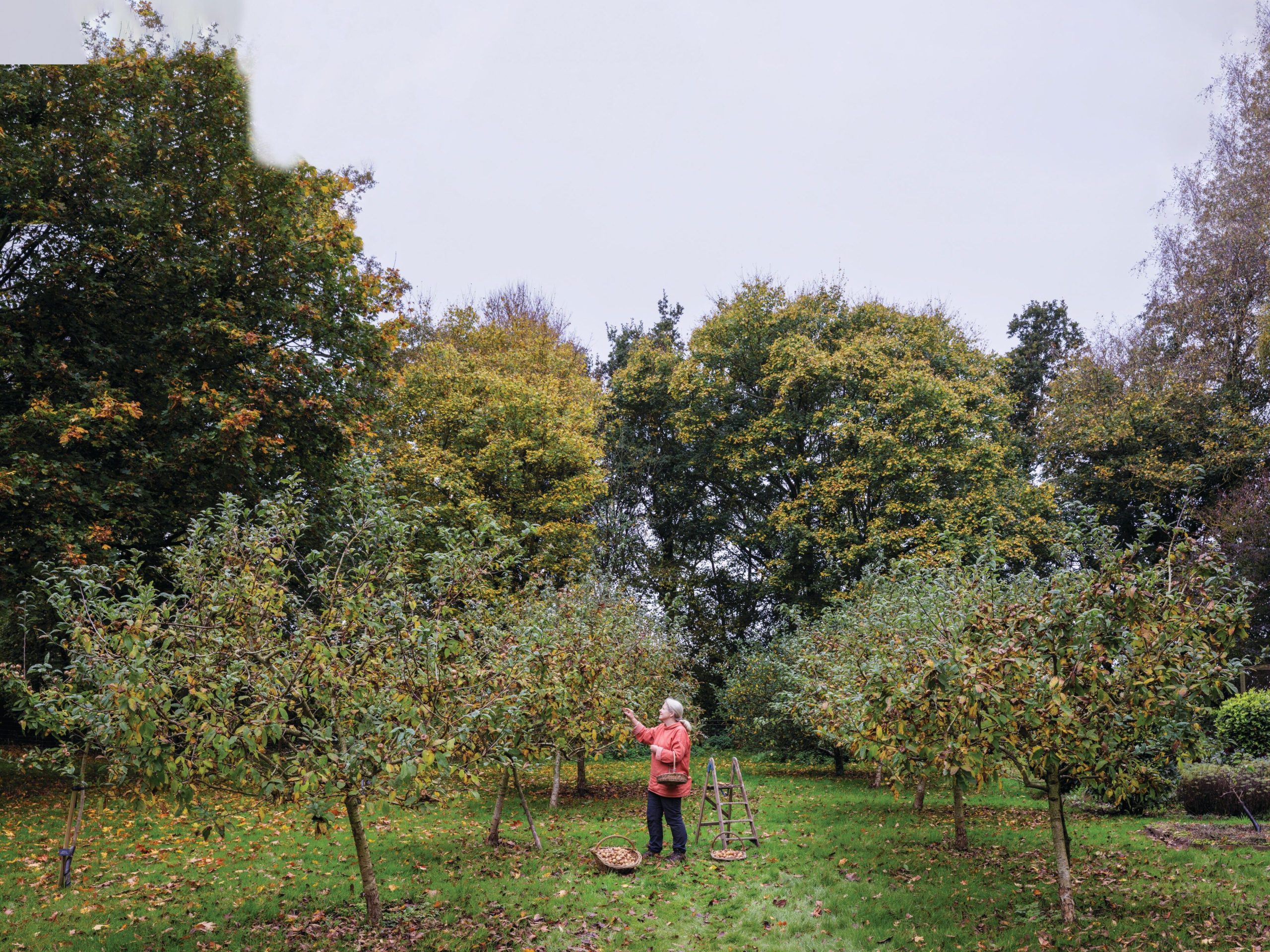 Woman picking fruit