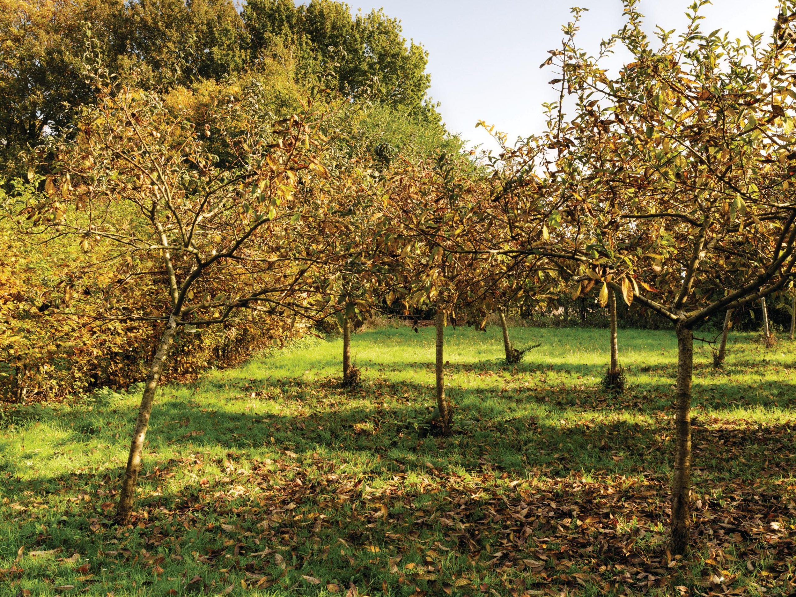 Orchard
