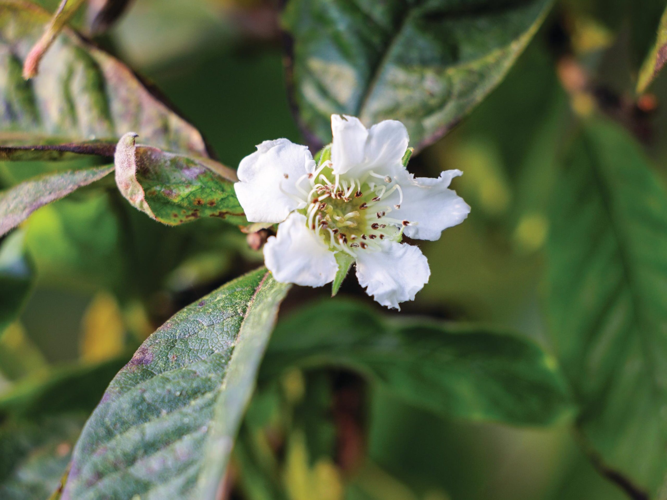 White flower blossom
