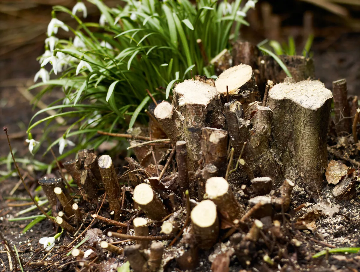 Coppicing Coppicing