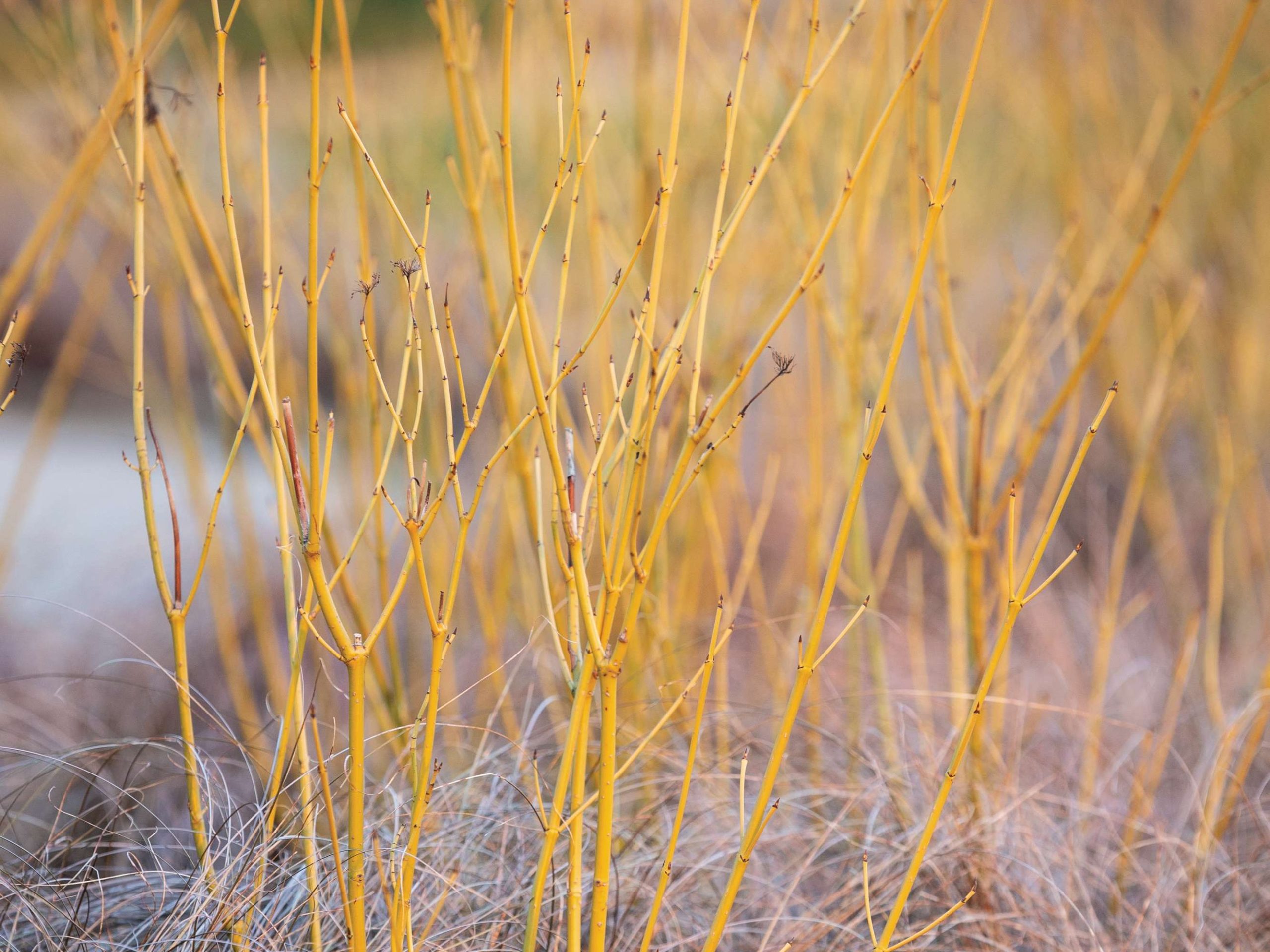 A yellow woody plant