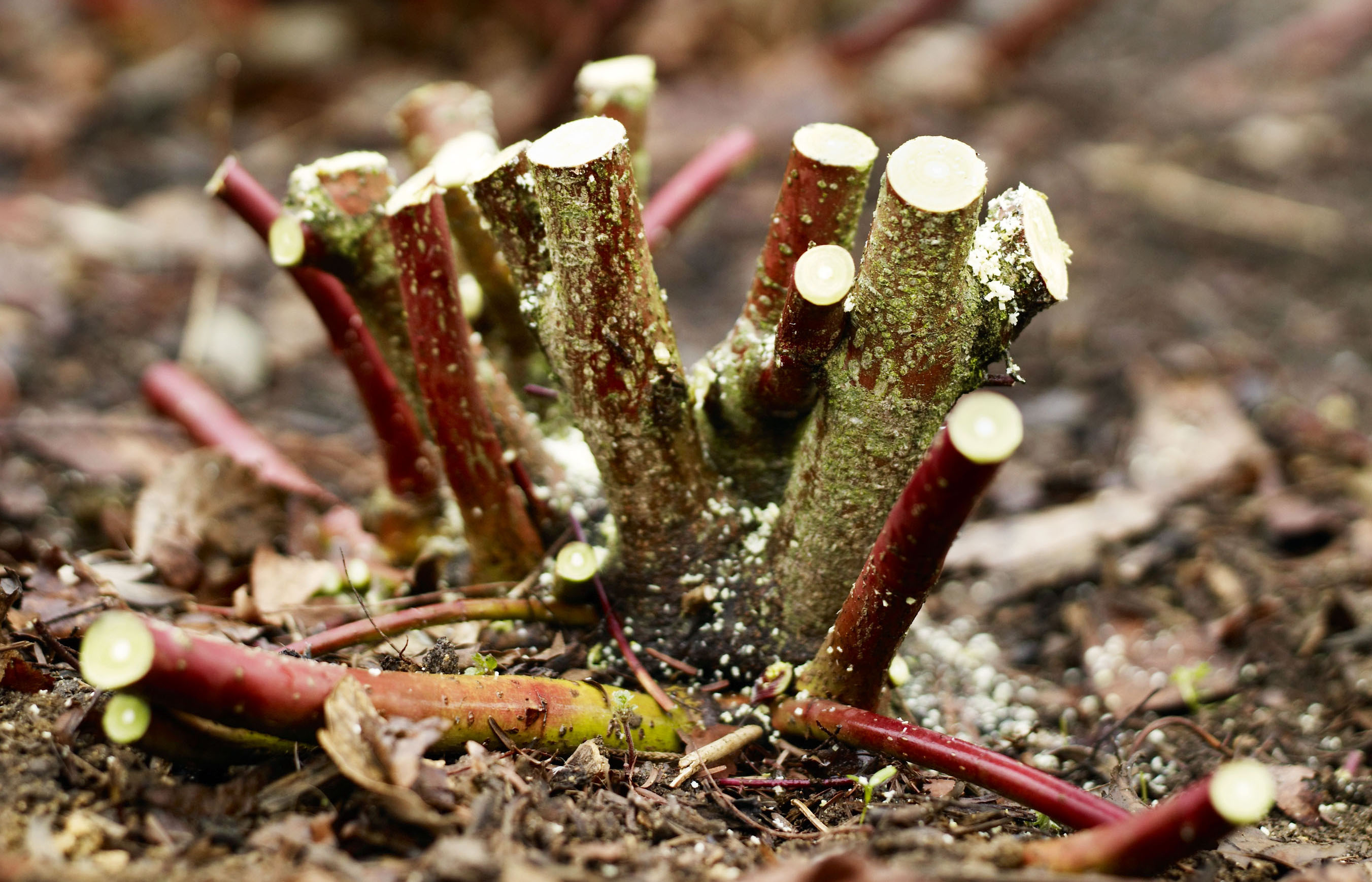 Woody plants being cut back