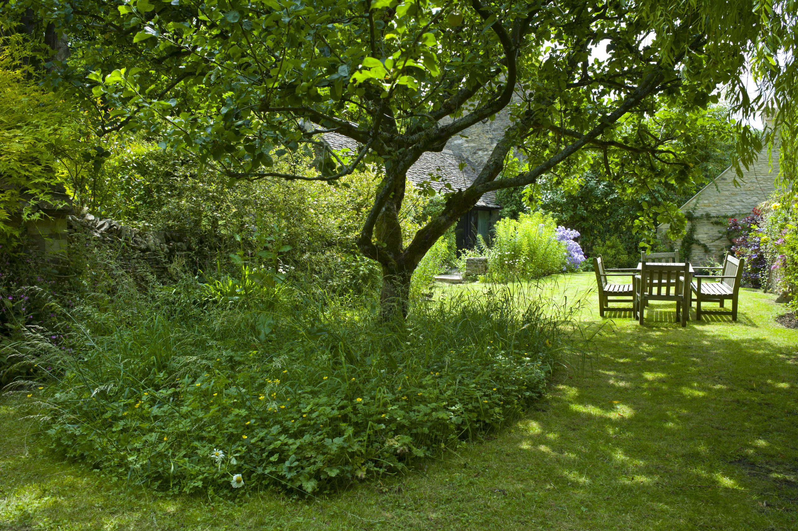 A tree in a garden with a bench nearby