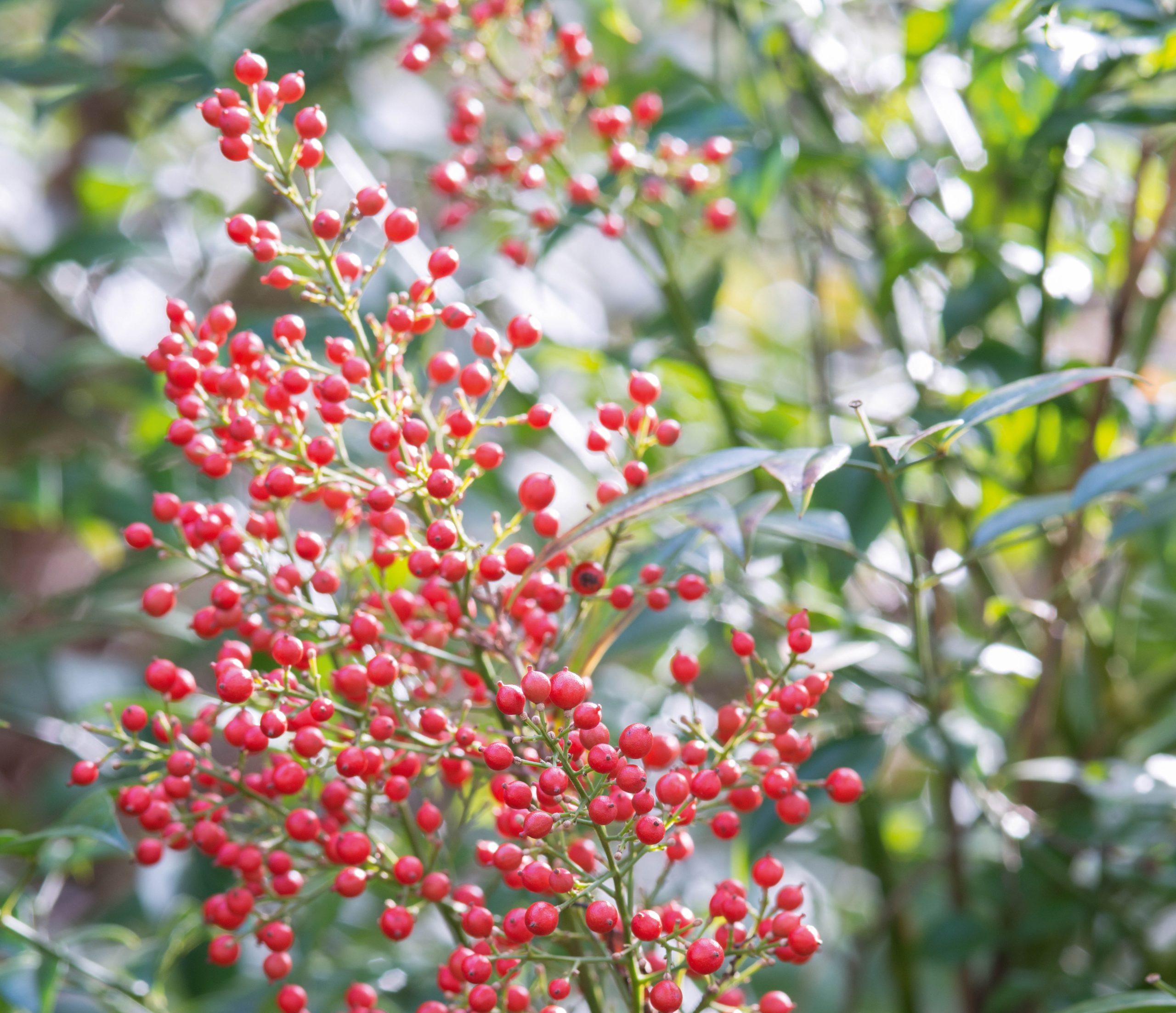 Nandina domestica