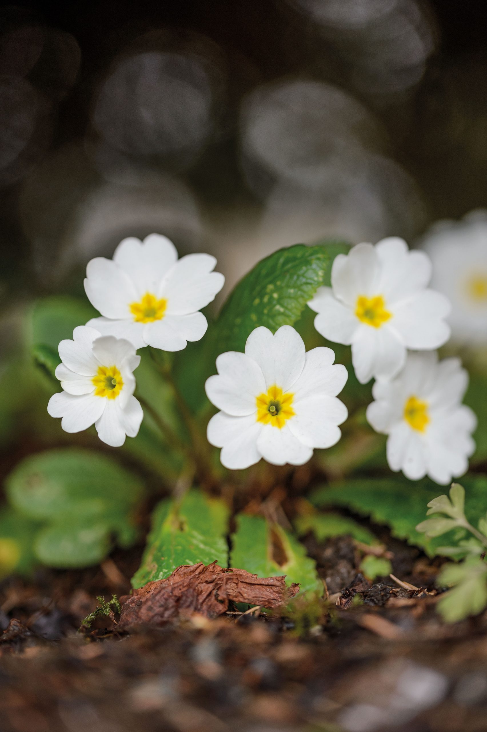 Primula ‘Gigha’