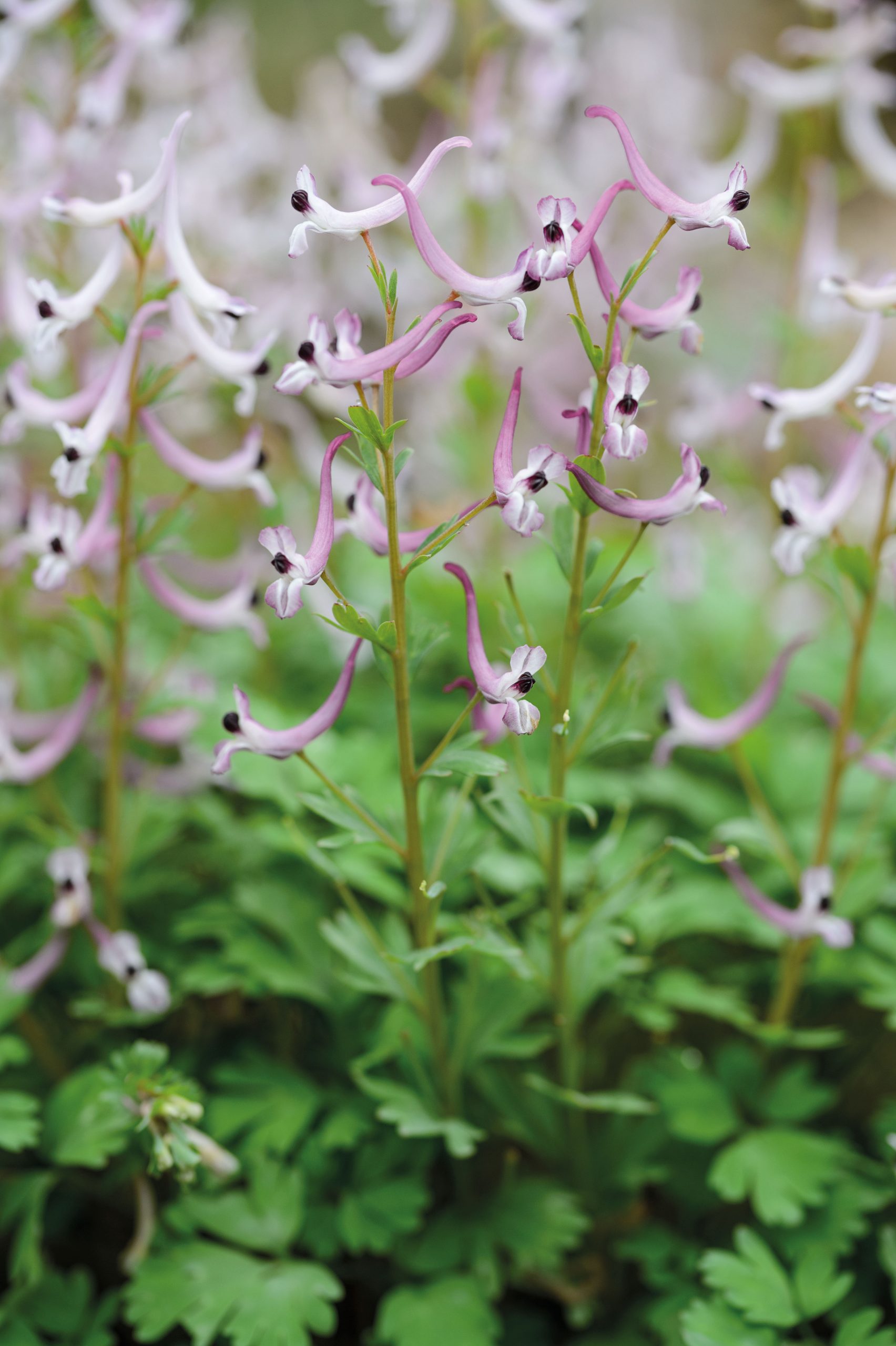 Corydalis henrikii