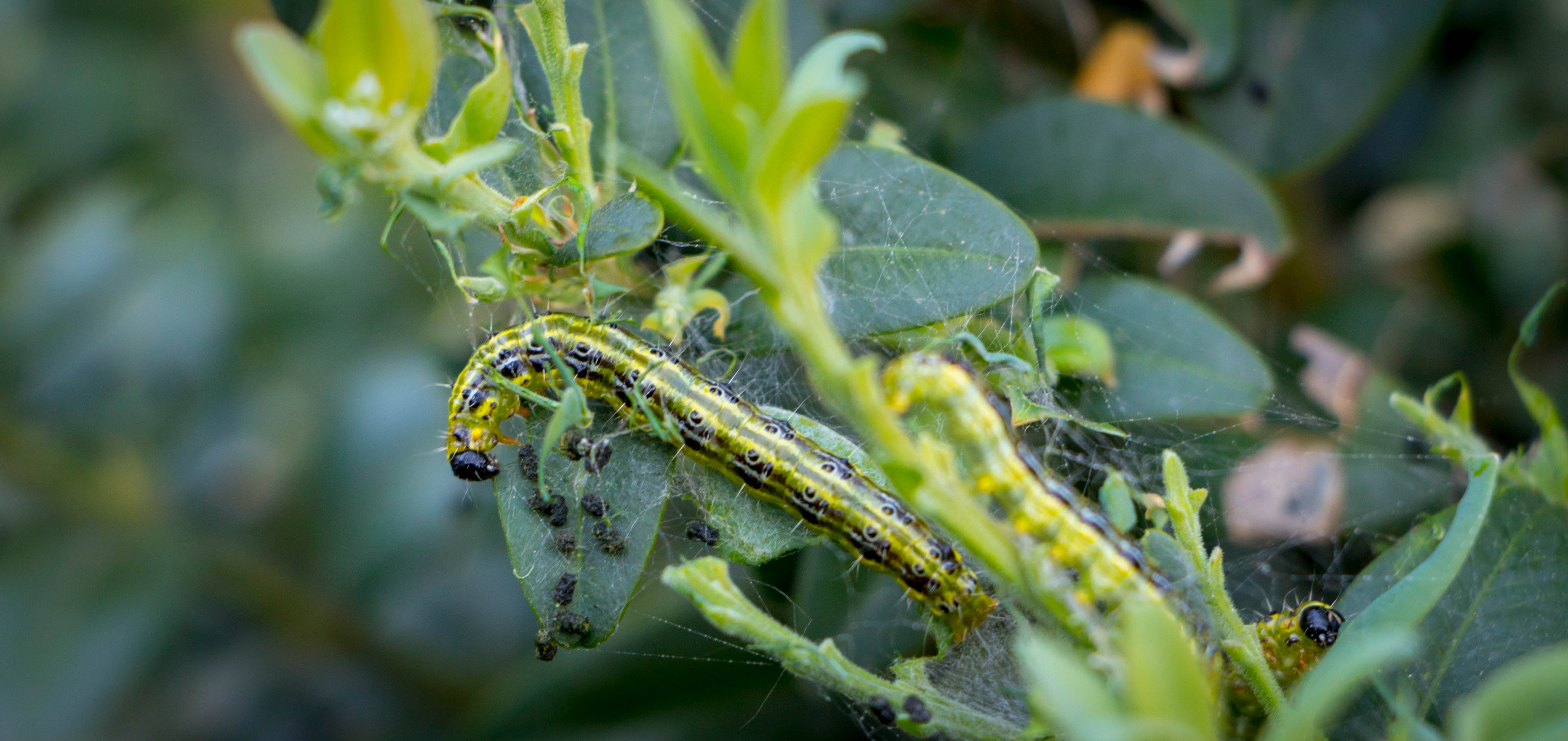 Box caterpillar