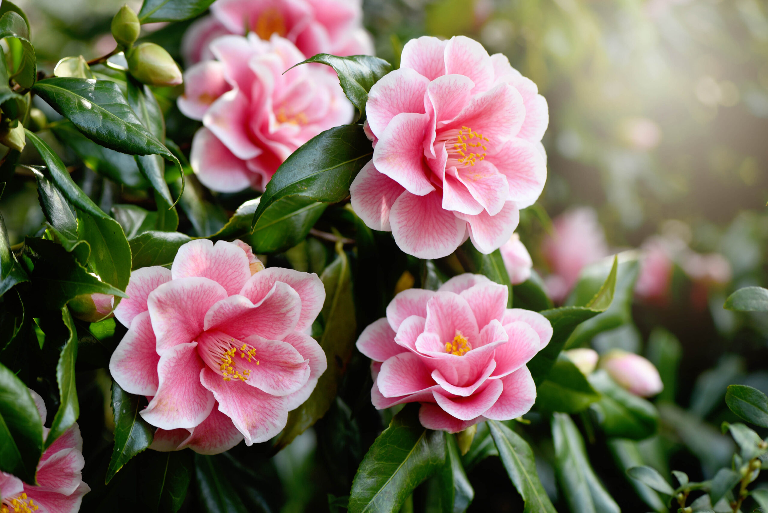 Camellia japonica 'Yours Truly'