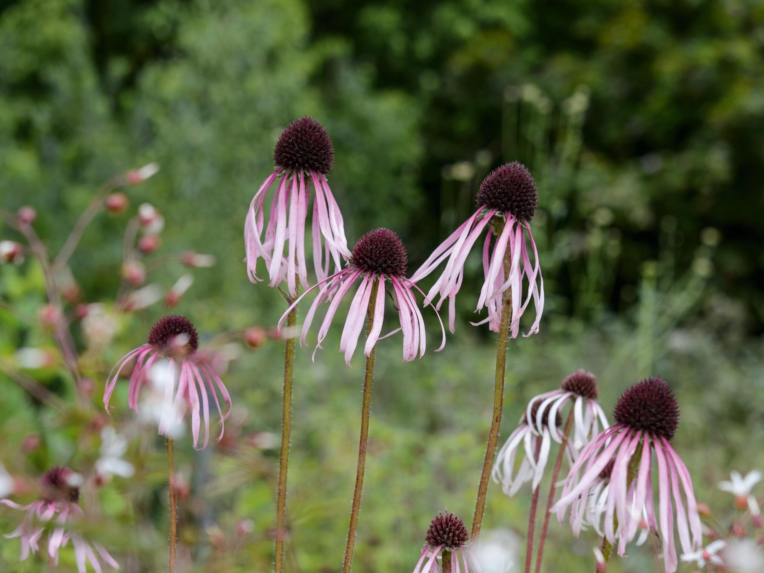 Echinacea pallida
