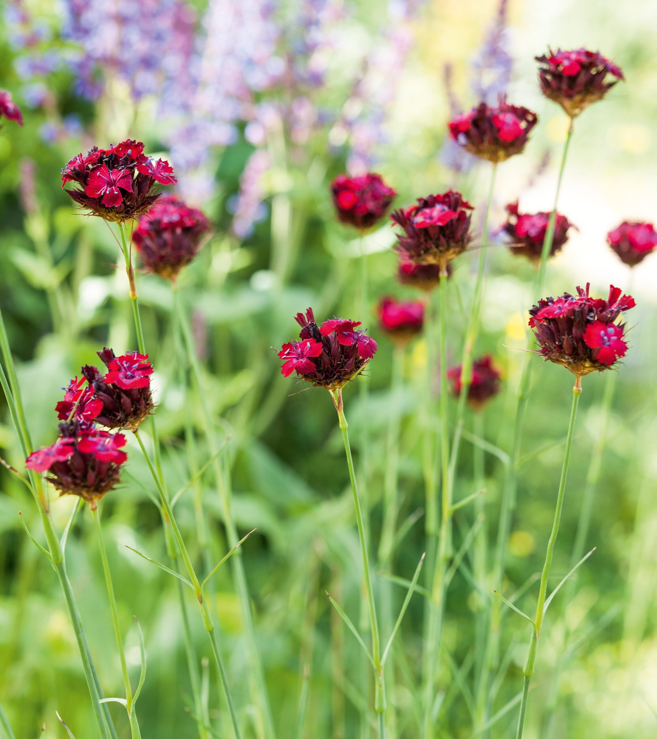Dianthus cruentus