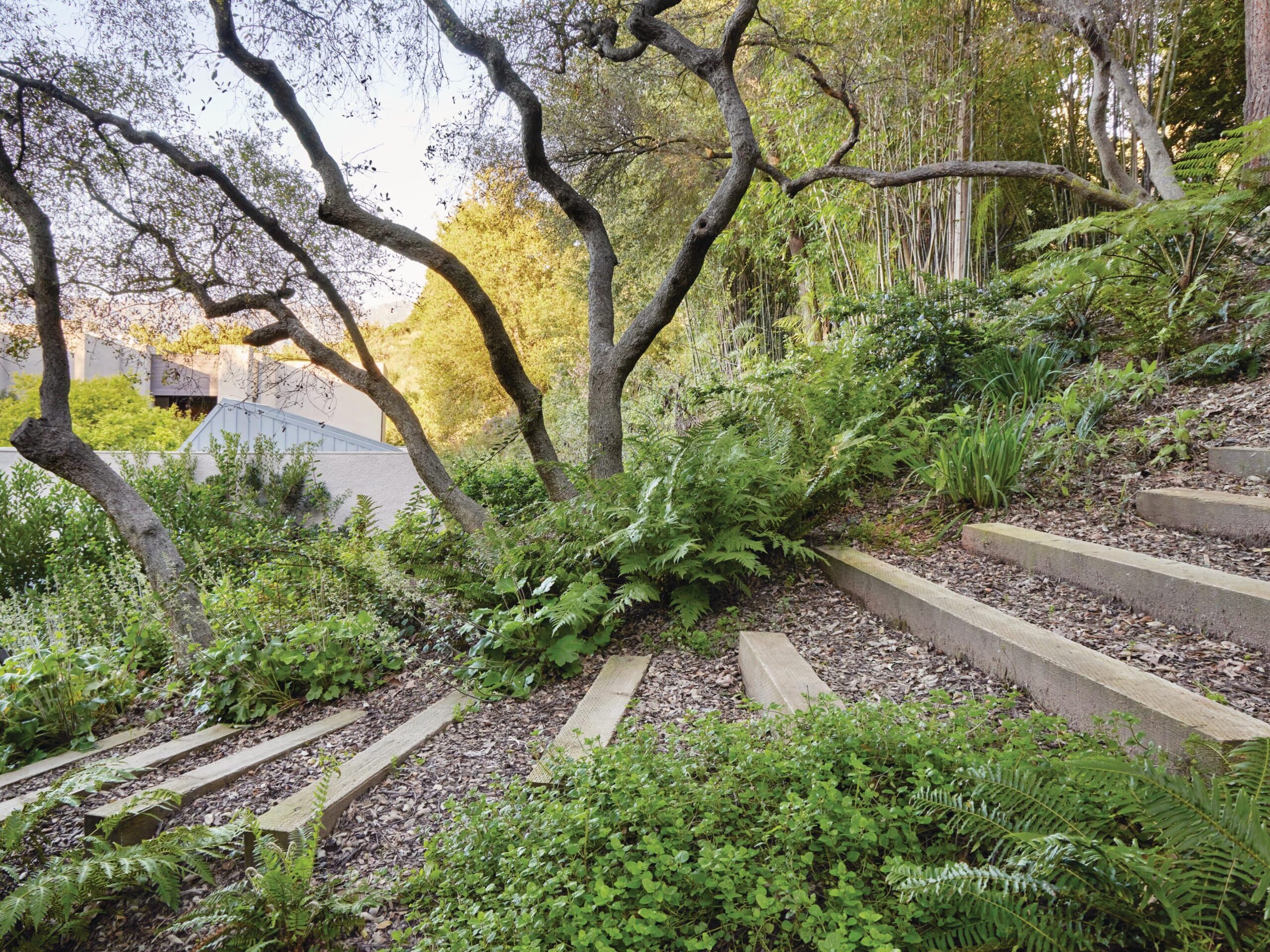 Timber steps in woodland garden
