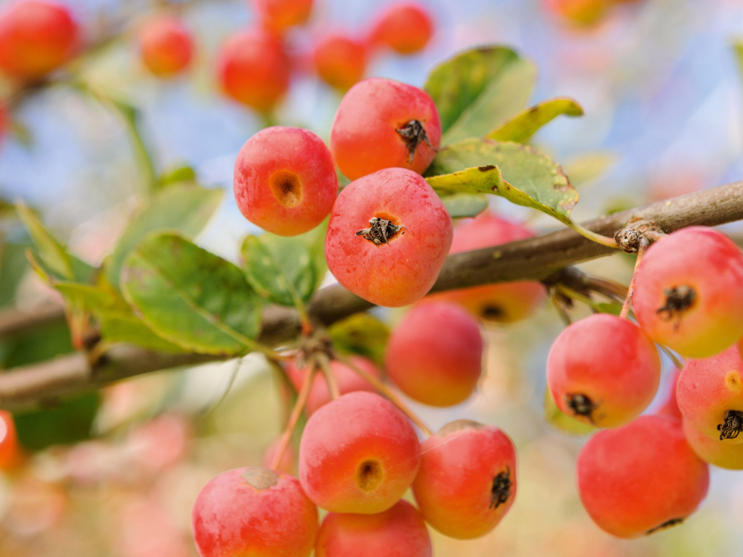 September plants and flowers: Malus x robusta  ‘Red Sentinel’