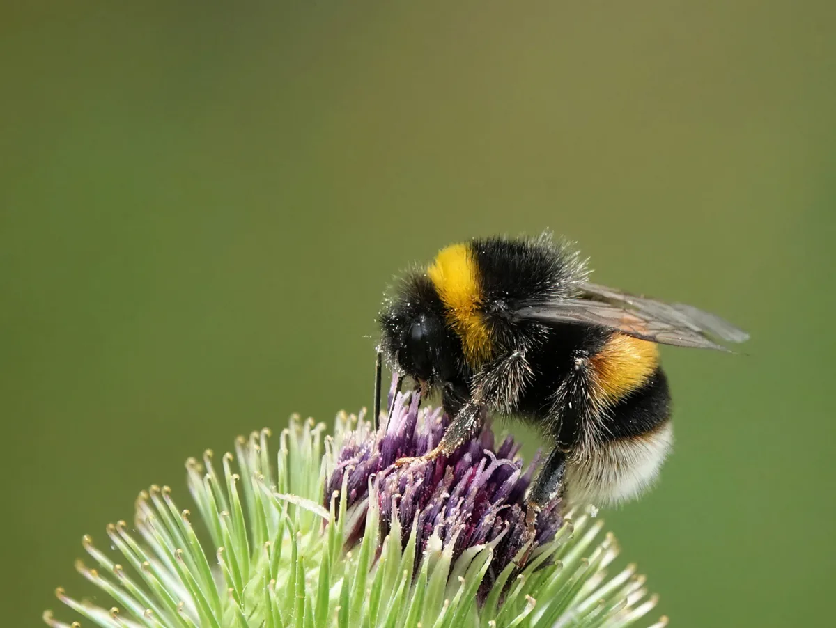 A bumblebee perching on a thistle against a plain green background. A closeup of a bumblebee alighting on a thistle against a green background.