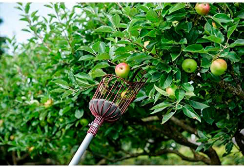 Kent & Stowe Telescopic Fruit Picker