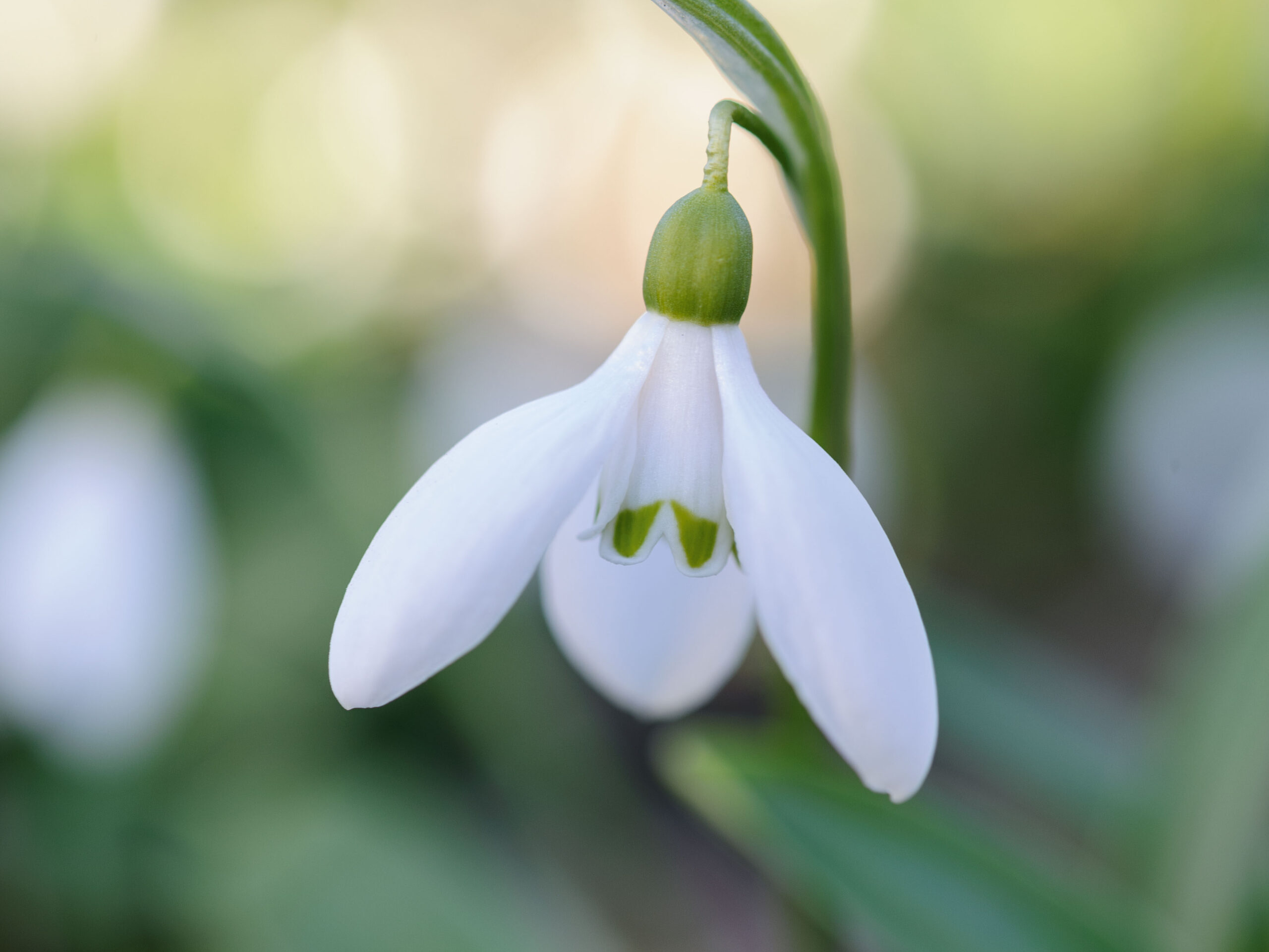 Snowdrops: Galanthus Woronowii