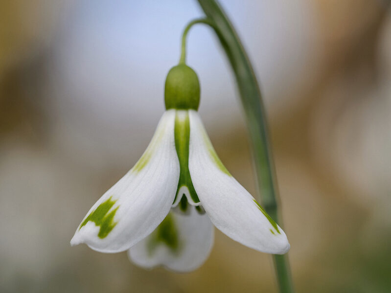 Snowdrops: Galanthus 'Veronica Cross'