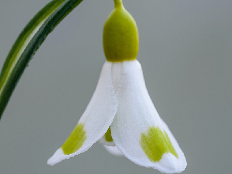 Galanthus 'Golden Fleece'. Photograph Jason Ingram