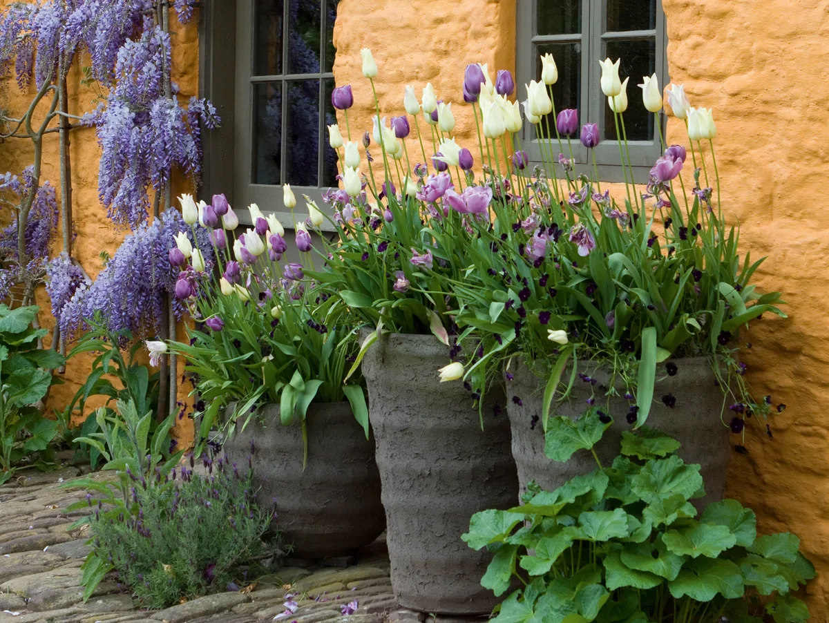 Pots of tulips by the house. Pots of tulips by the house.