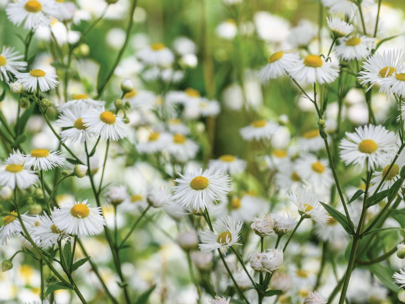 Erigeron annuus
