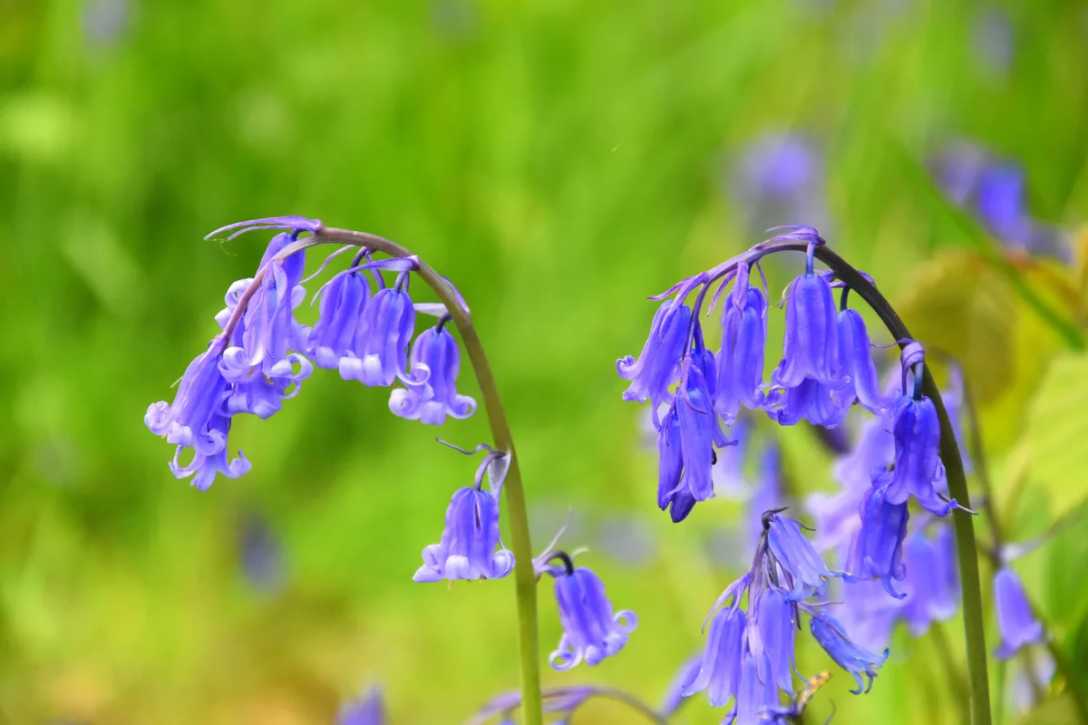 English bluebells English bluebells